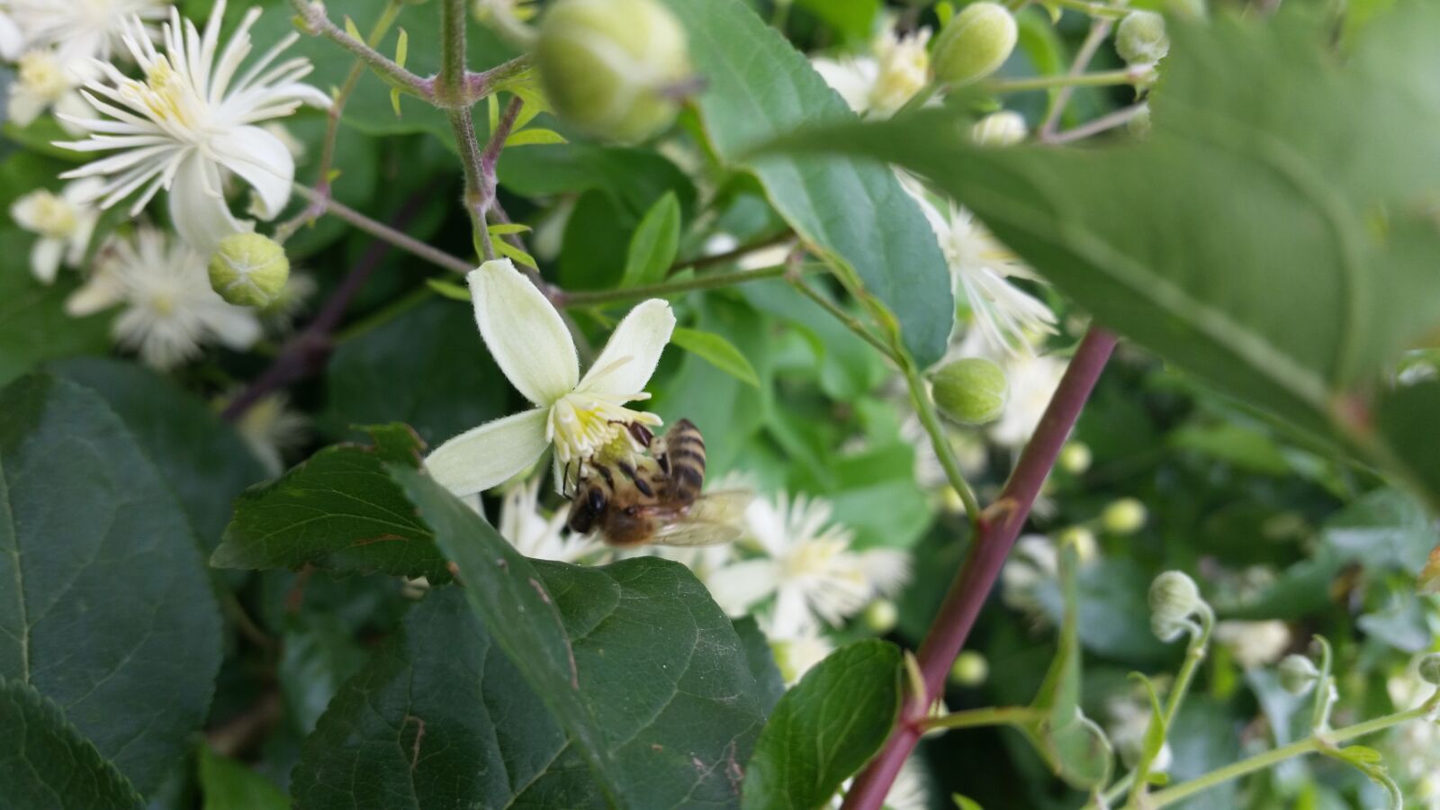 Samsung Galaxy S5 sample photo. Animal, bee, flower, green photography