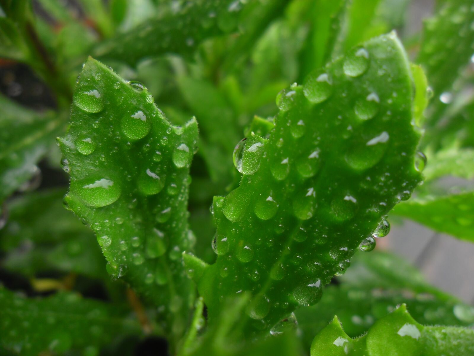 Samsung ES80/ ES81 sample photo. Water drops, nature, rain photography