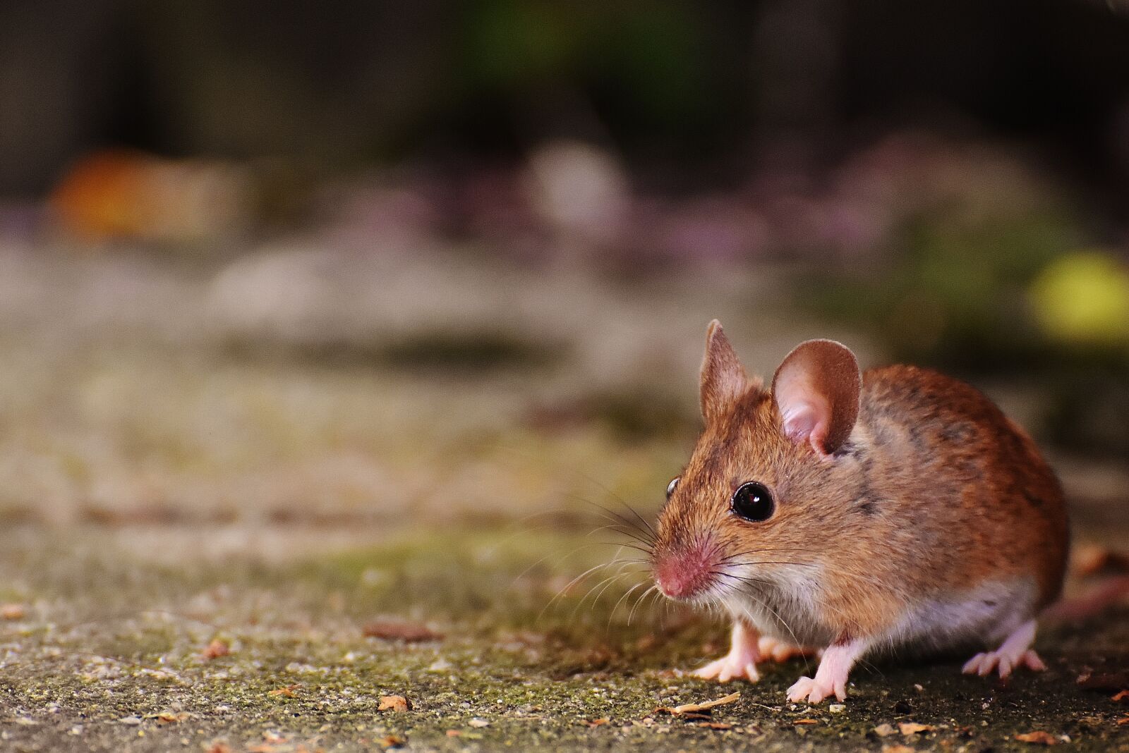 Nikon D7200 sample photo. Mouse, rodent, cute photography
