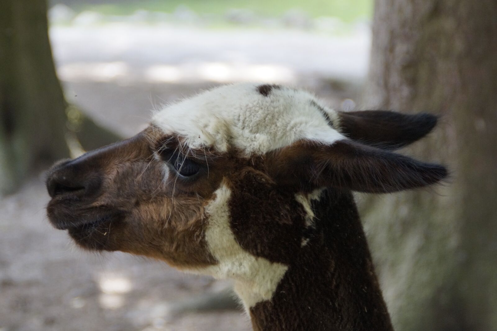 Sony SLT-A58 sample photo. Lama, head, animal photography