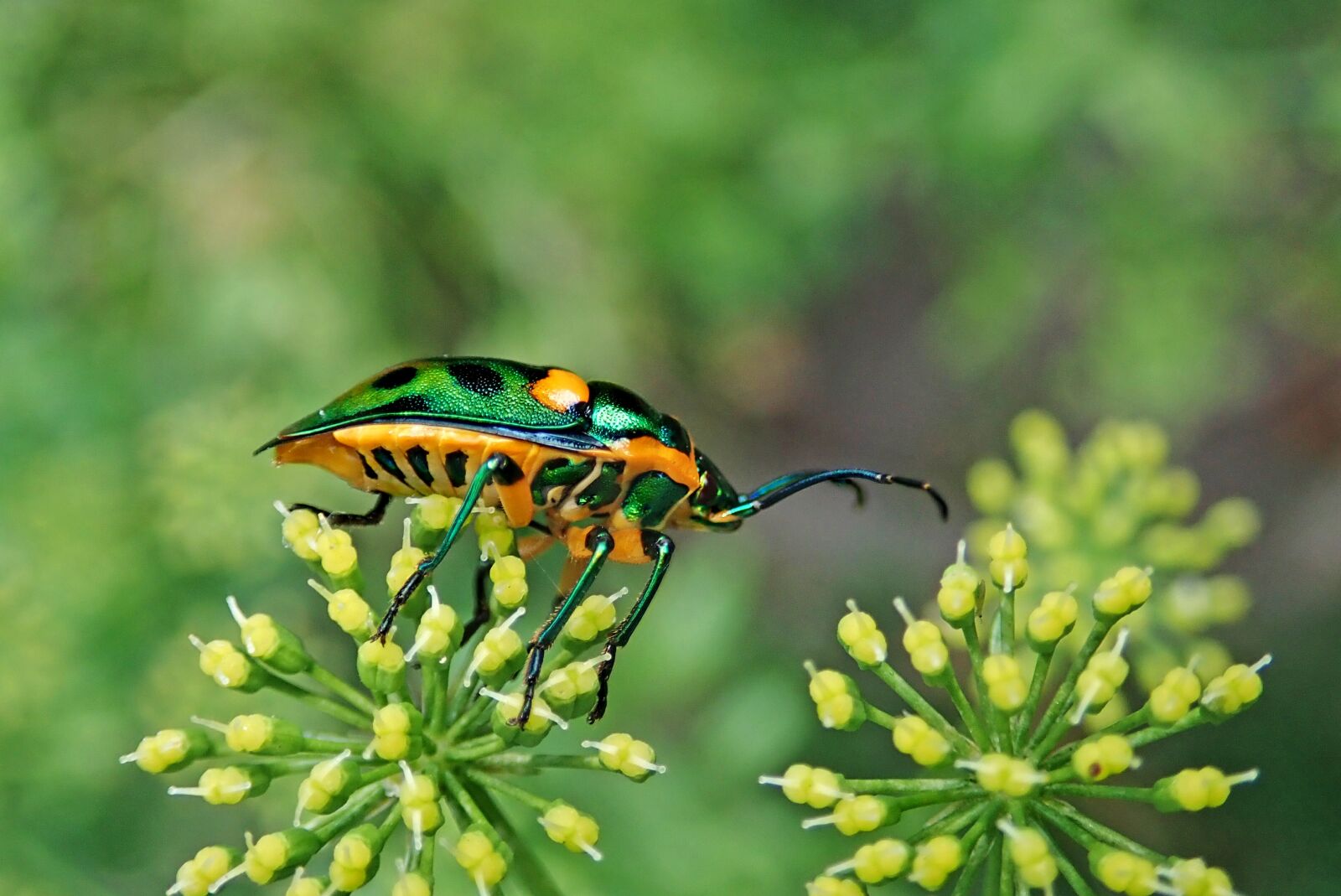 Olympus TG-5 sample photo. Insect, jewel beetle, garden photography