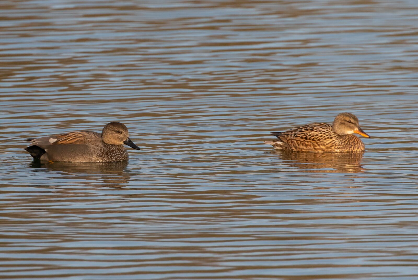 Canon EOS 7D Mark II sample photo. Wigeon ducks, ducks, wigeon photography