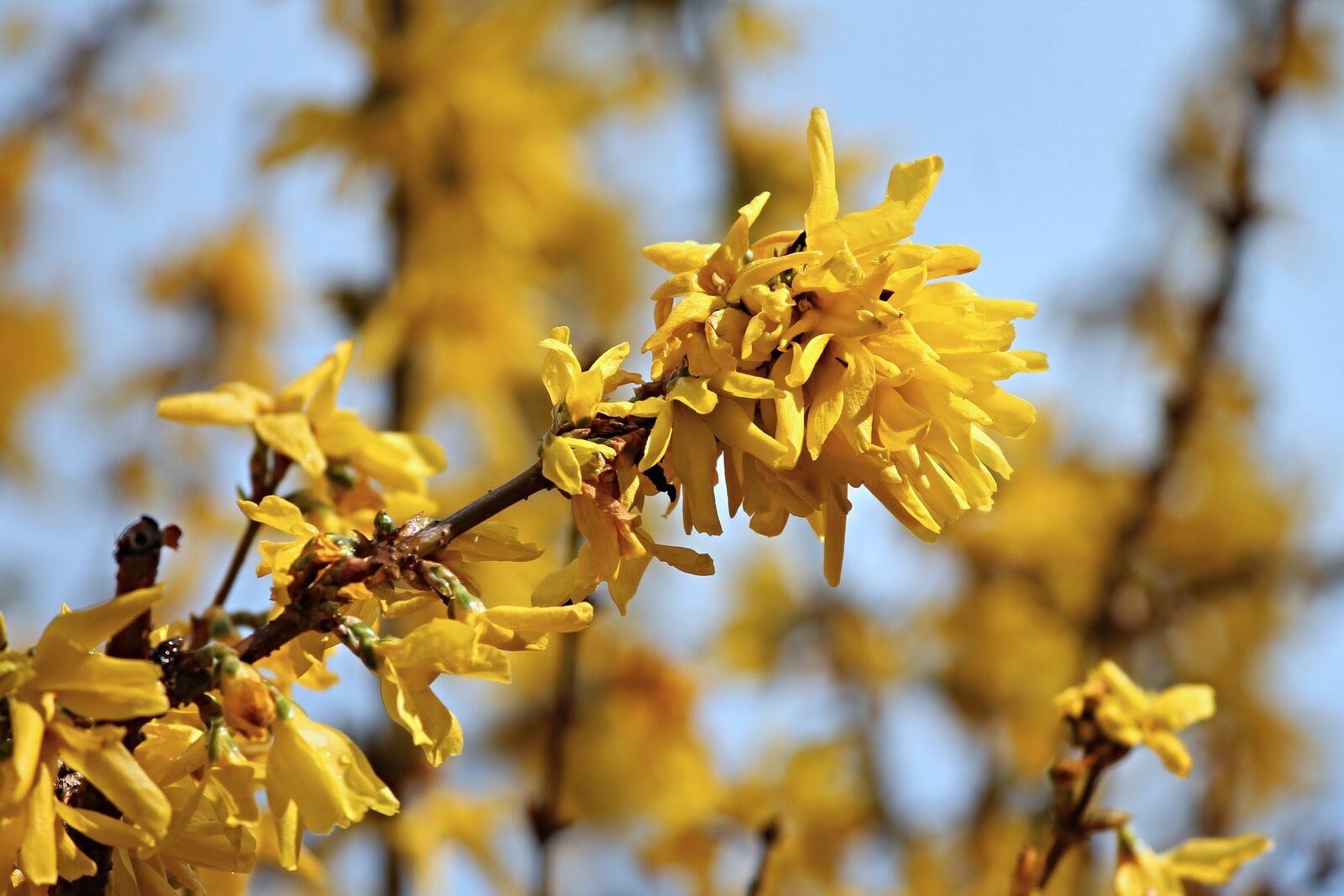 Canon EOS 1100D (EOS Rebel T3 / EOS Kiss X50) sample photo. Forsythia, ornamental shrub, bloom photography