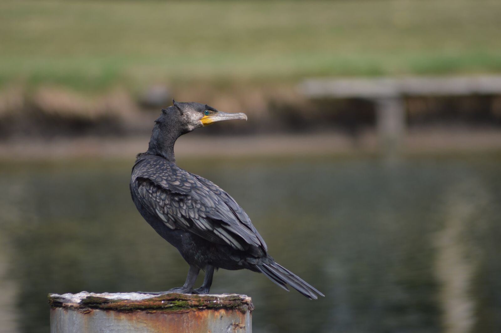 Nikon D3200 sample photo. Cormorant, bird, plumage photography