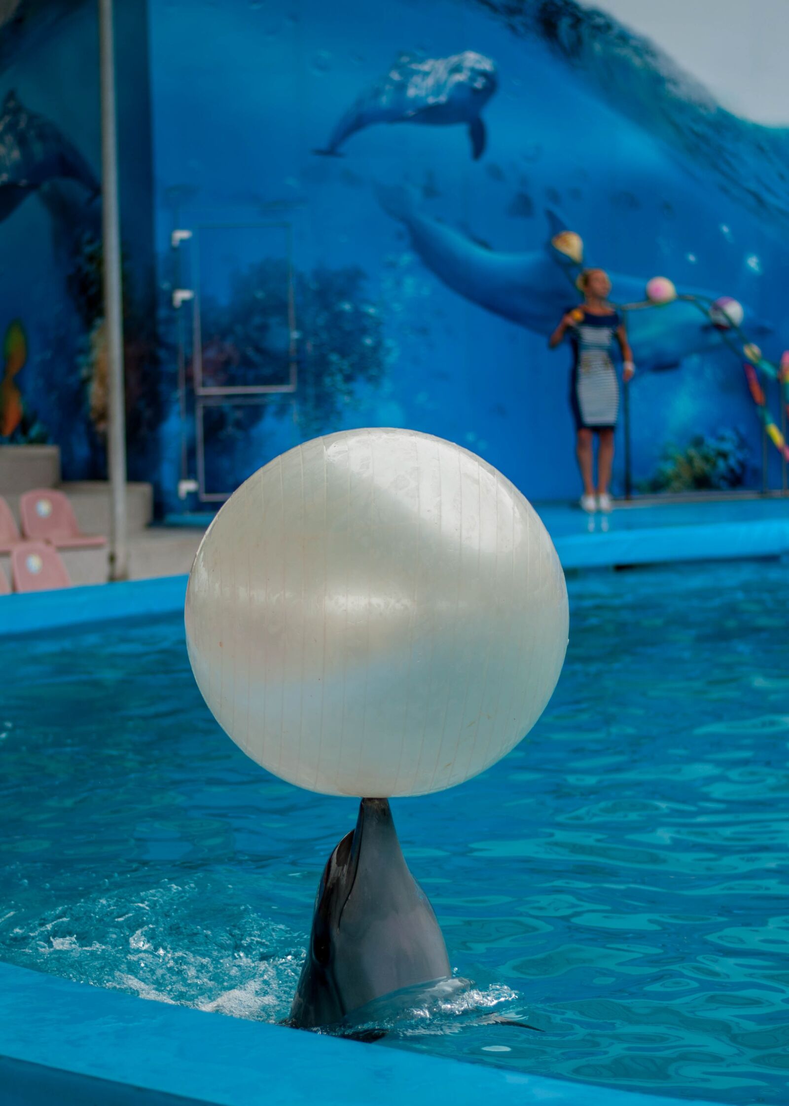 Nikon D5000 sample photo. Dolphin, dolphinarium, sea photography
