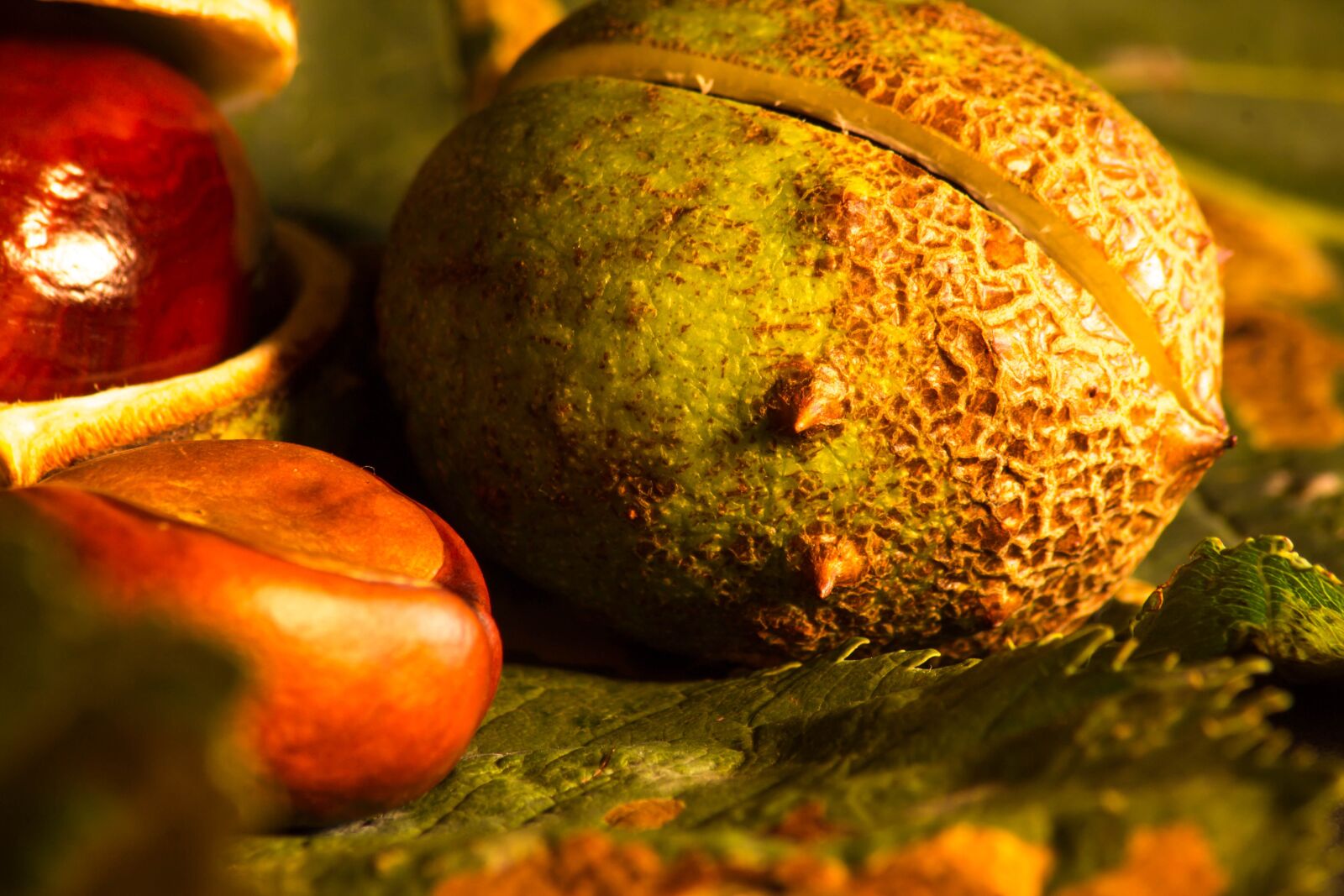 Canon EOS 60D sample photo. Chestnut, fruit, walnut photography