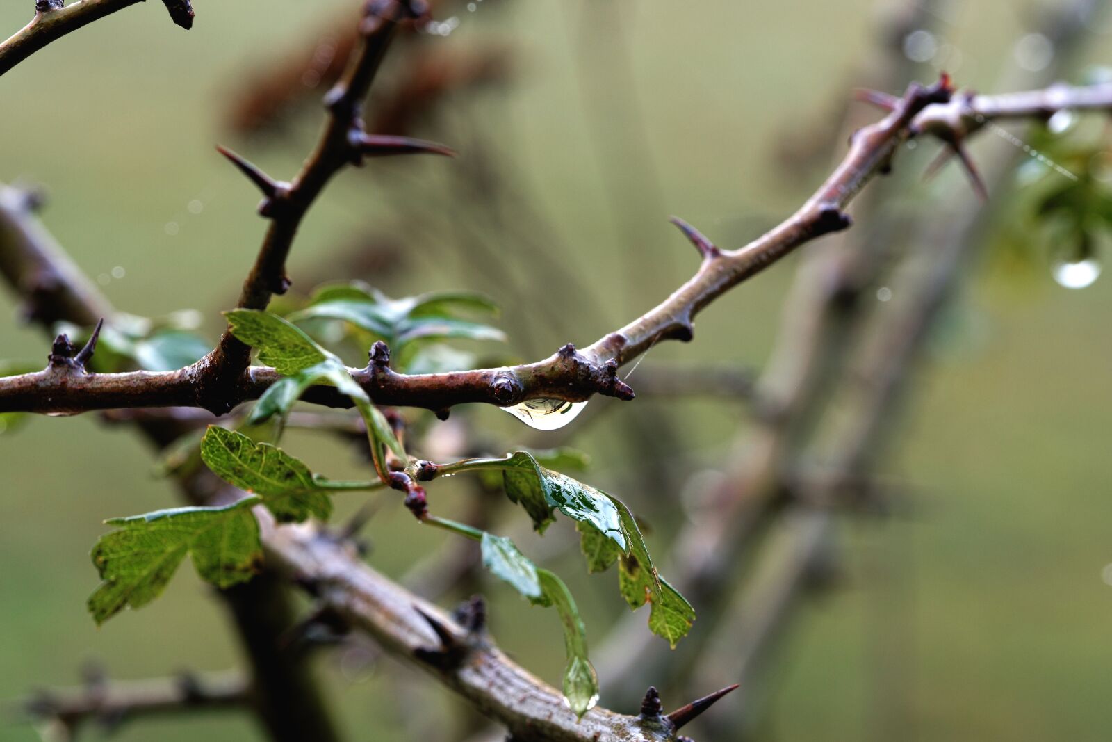 Fujifilm X-T2 + Fujifilm XF 80mm F2.8 R LM OIS WR Macro sample photo. Branch, drip, close up photography