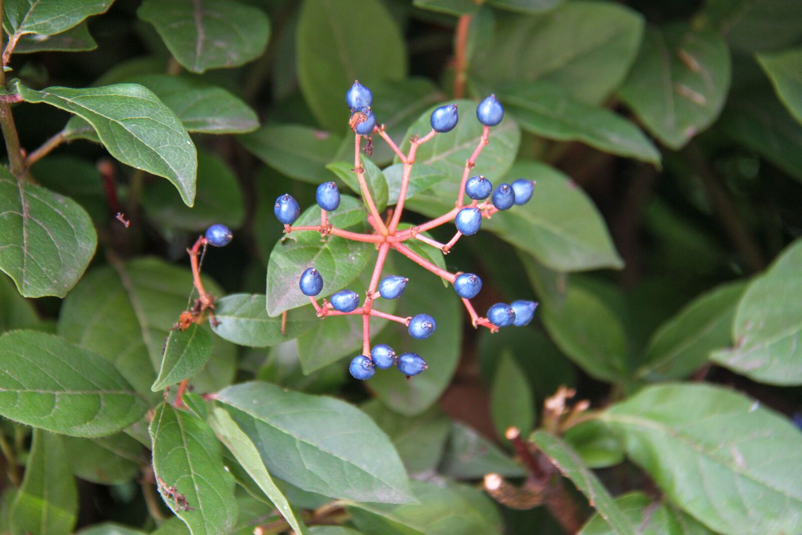 Canon EOS 7D + Canon EF-S 18-200mm F3.5-5.6 IS sample photo. Fall, garden, nature photography