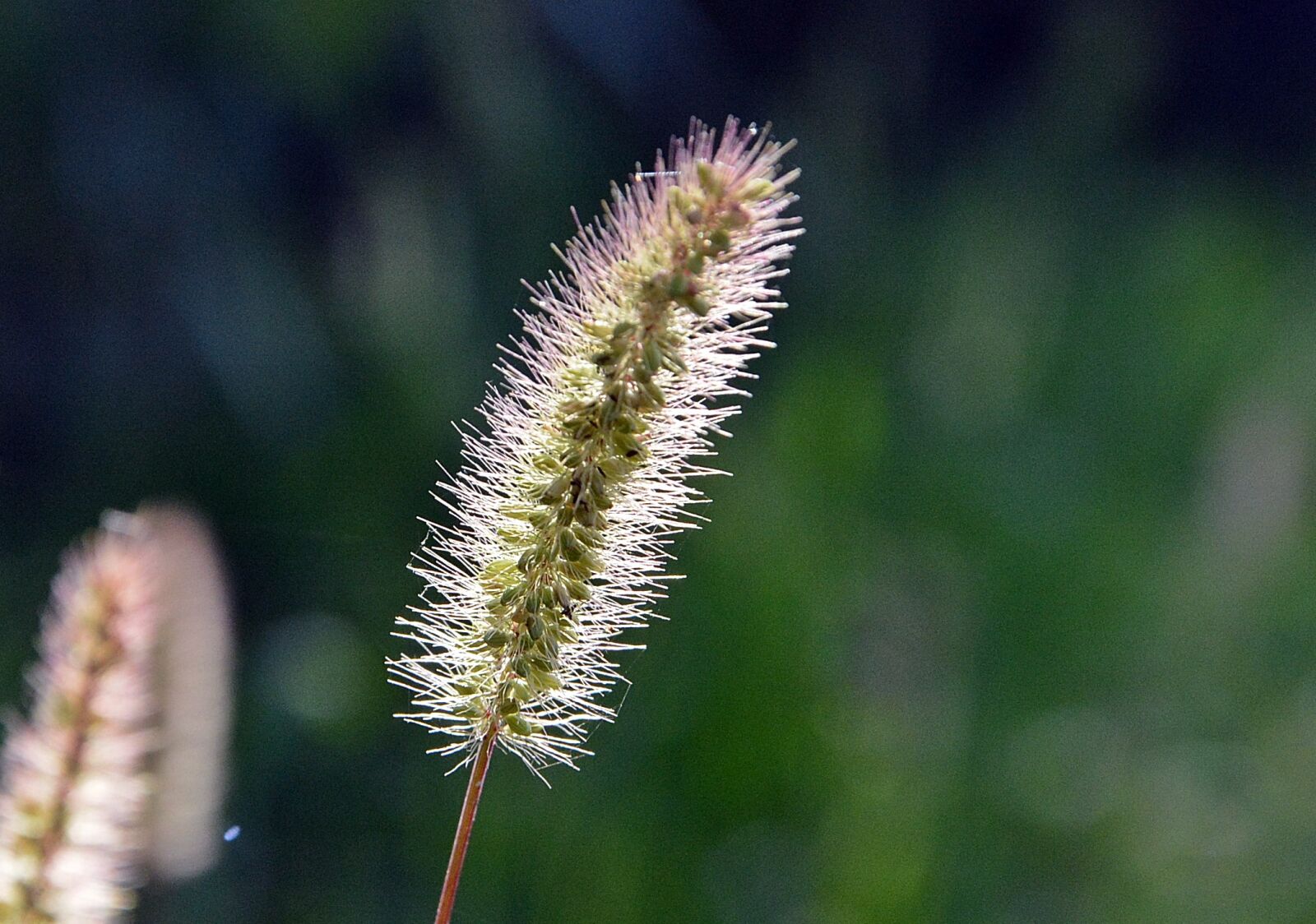 Nikon D7100 sample photo. Summer, a thread, nature photography