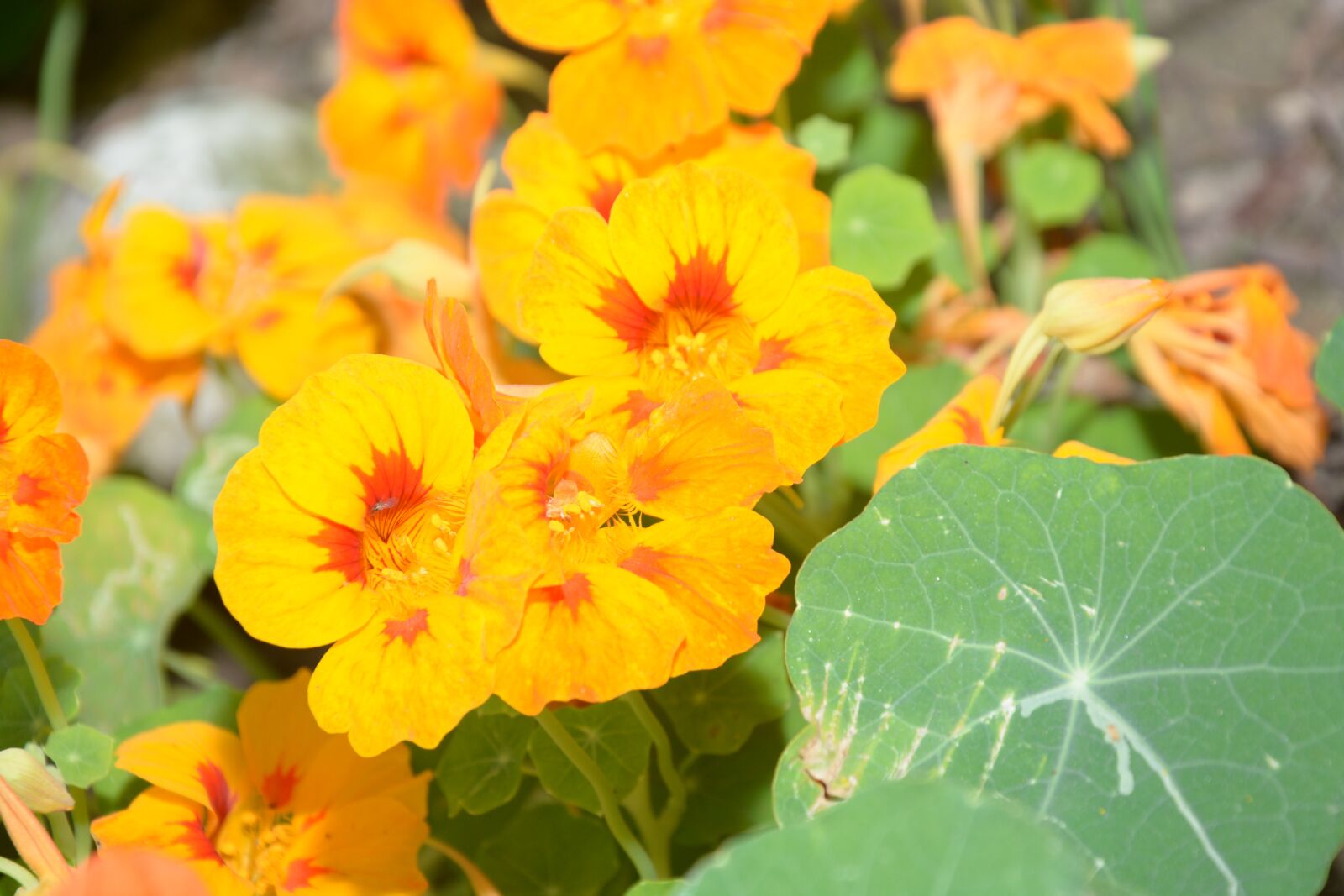 Nikon D7100 sample photo. Flowers, yellow flowers, images photography