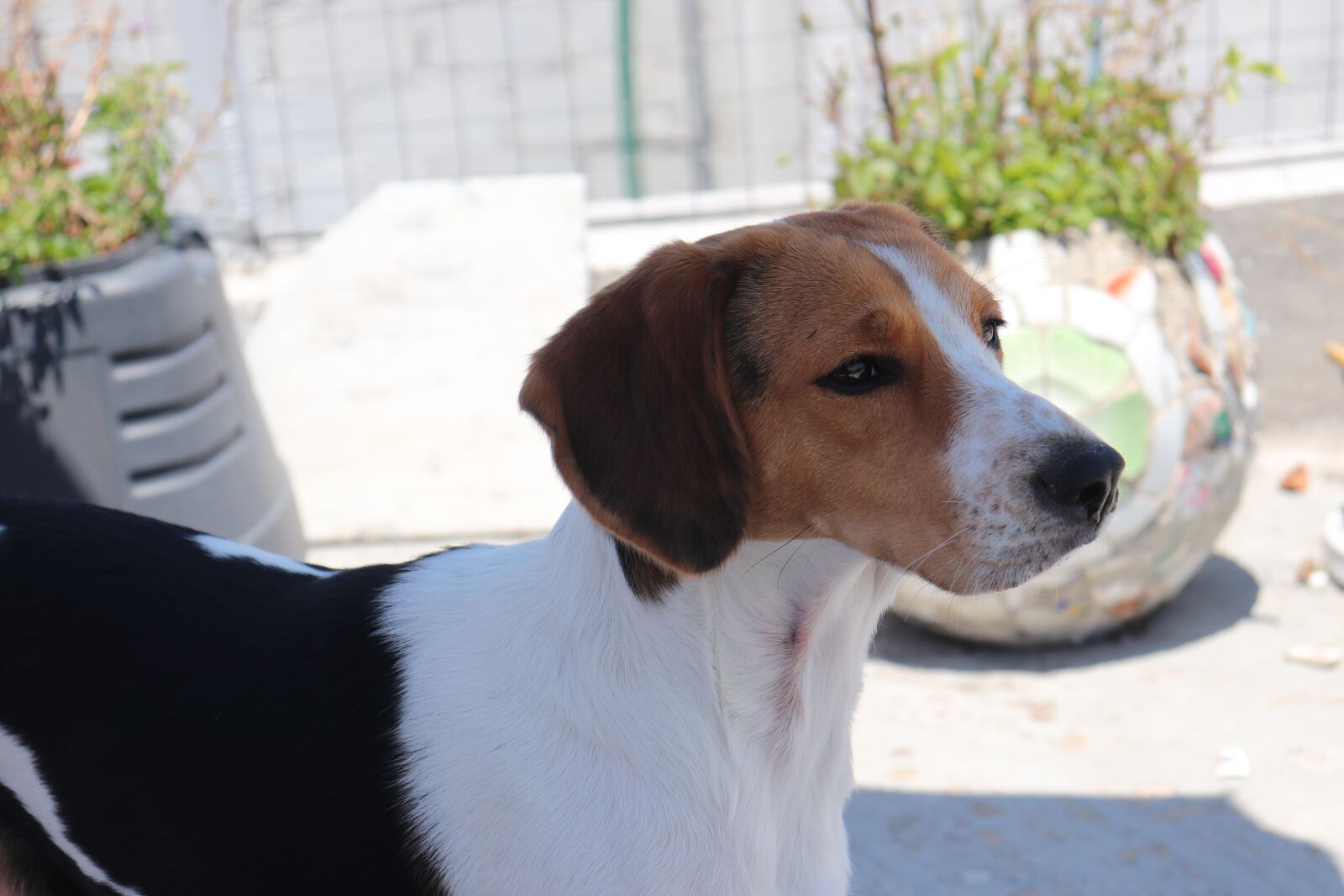 Canon EOS 200D (EOS Rebel SL2 / EOS Kiss X9) sample photo. Dog, adorable, pet photography