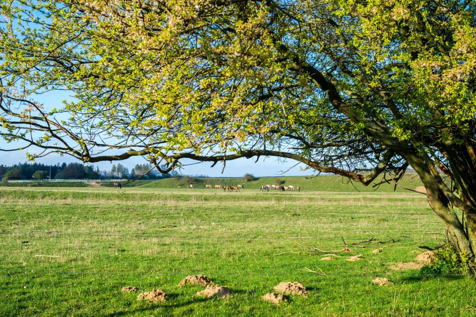 Sony 28mm F2.8 sample photo. Spring, meadow, pasture photography
