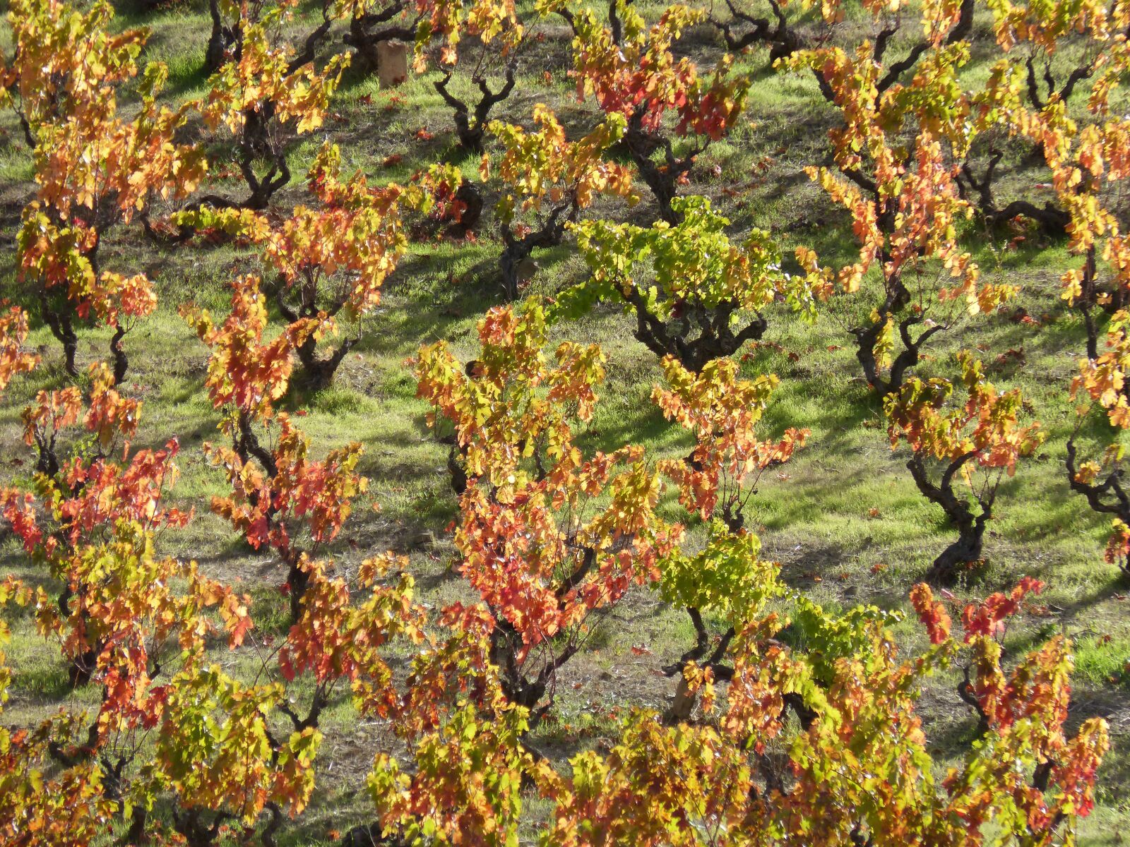 Panasonic DMC-FZ62 sample photo. Vineyard, autumn, red leaves photography