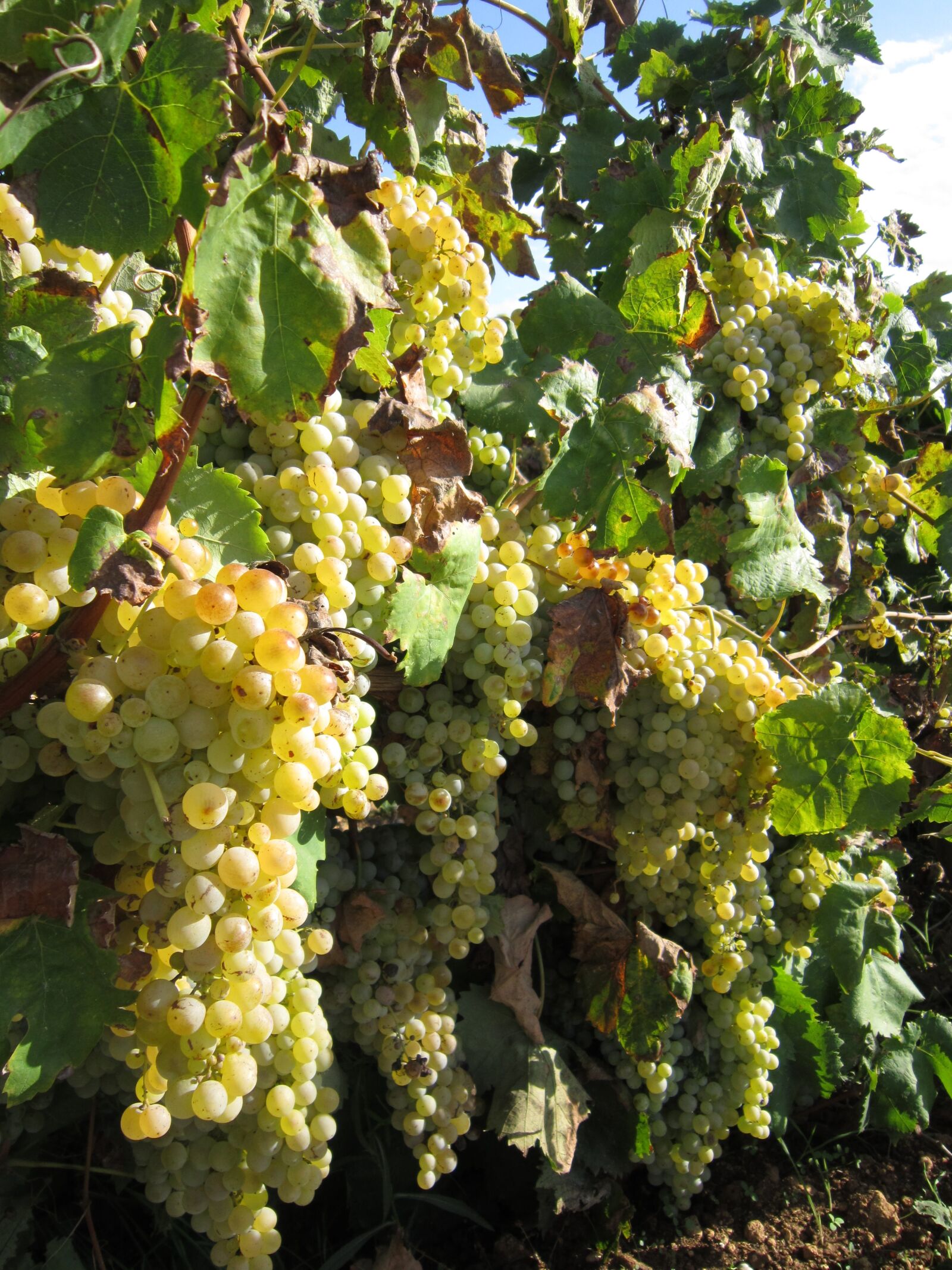 Canon PowerShot A3200 IS sample photo. Grapes, white grapes, sweet photography