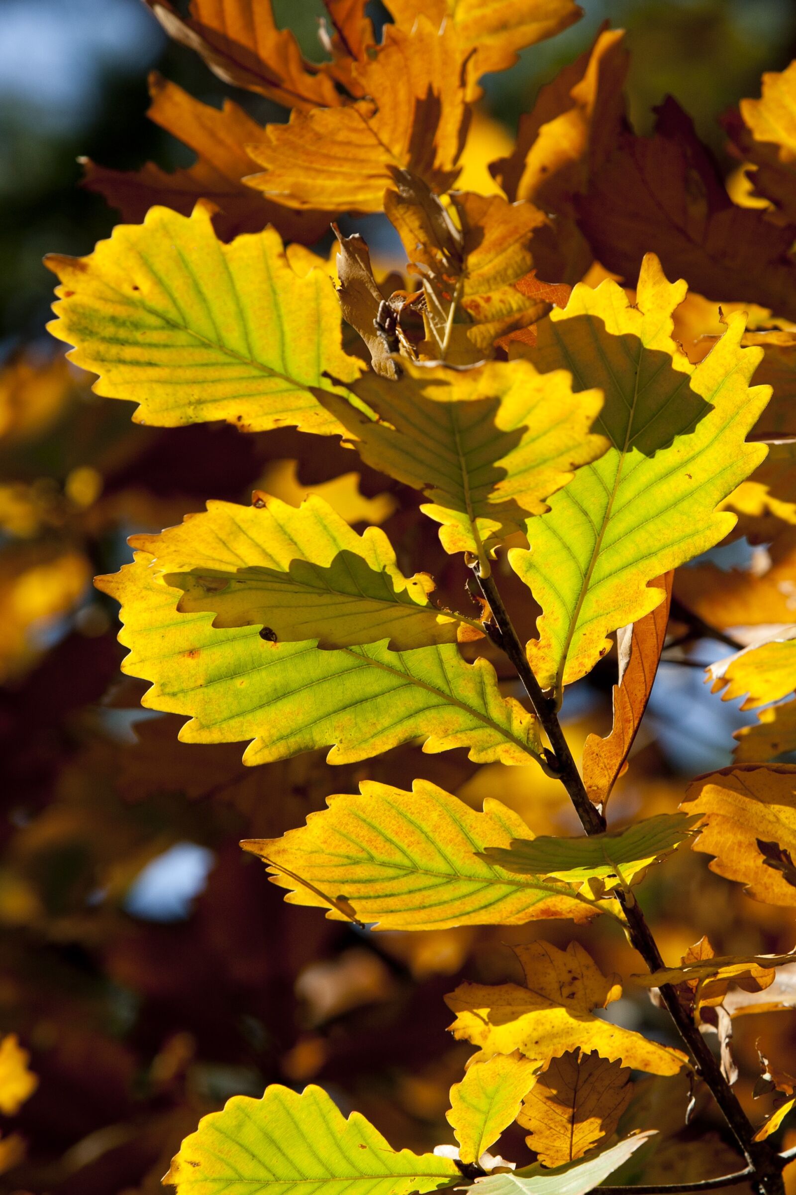 Canon EOS 5D sample photo. Autumn leaves, leaves, autumn photography