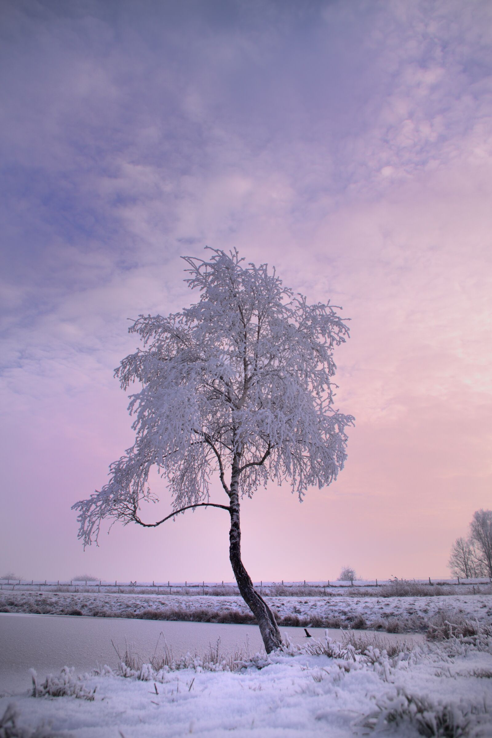 Pentax K-70 sample photo. Winter tree, snow, winter photography