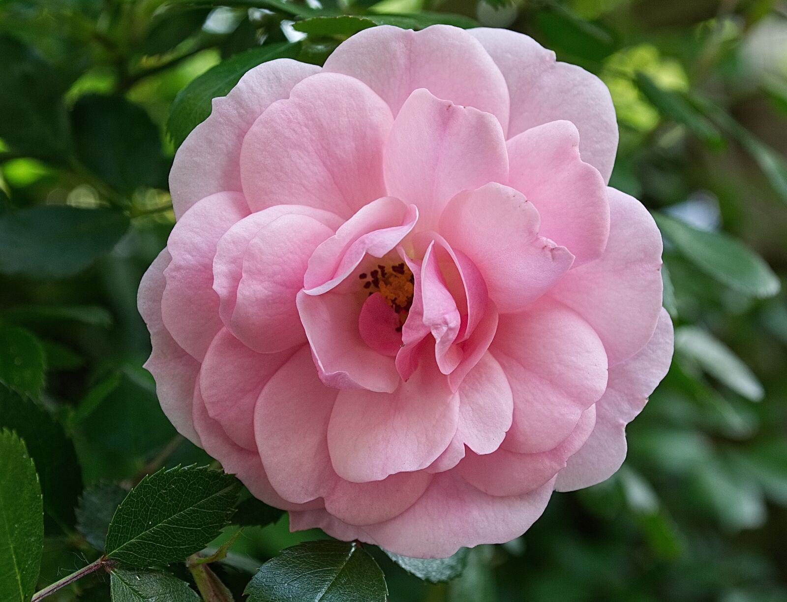 Nikon D5200 sample photo. Rose, gardening, flower photography