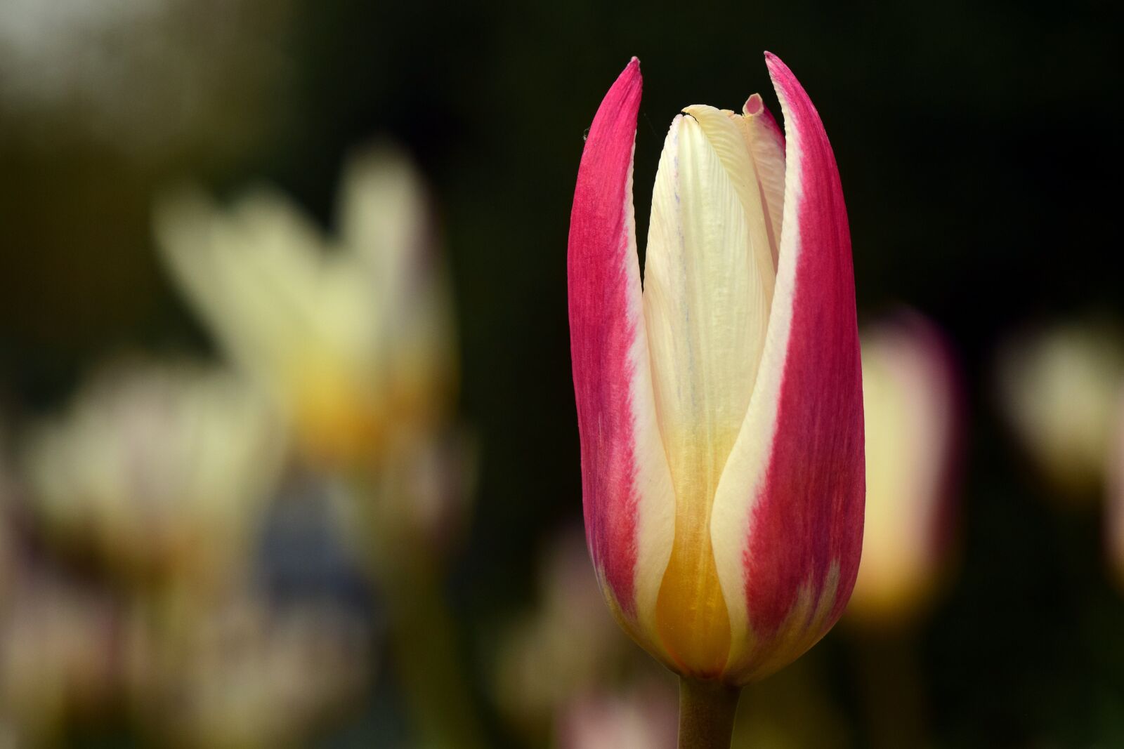 Nikon D3300 sample photo. Tulip, flower, blossom photography