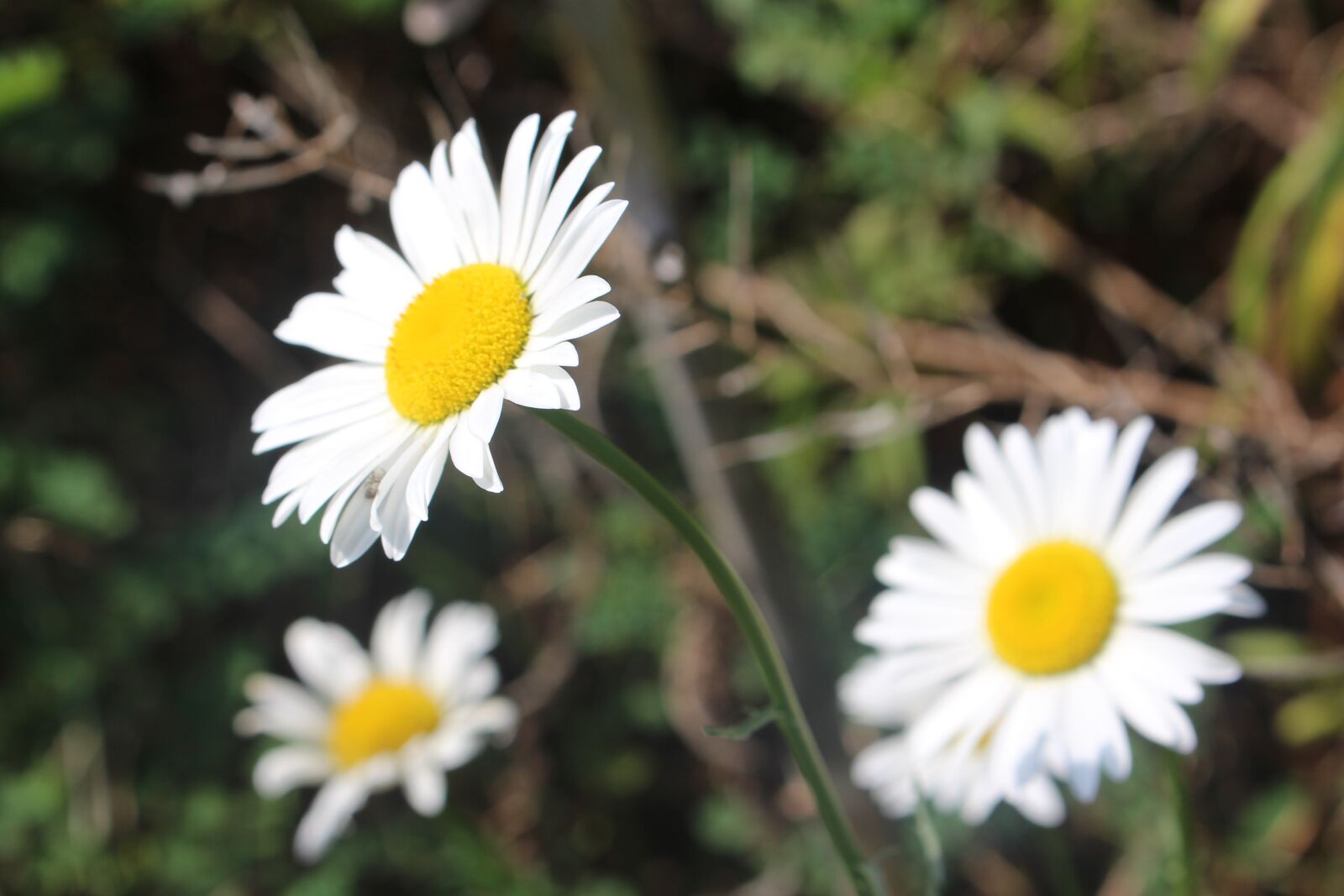 Canon EOS 700D (EOS Rebel T5i / EOS Kiss X7i) sample photo. Amazing, beautiful, dandelion, flowers photography