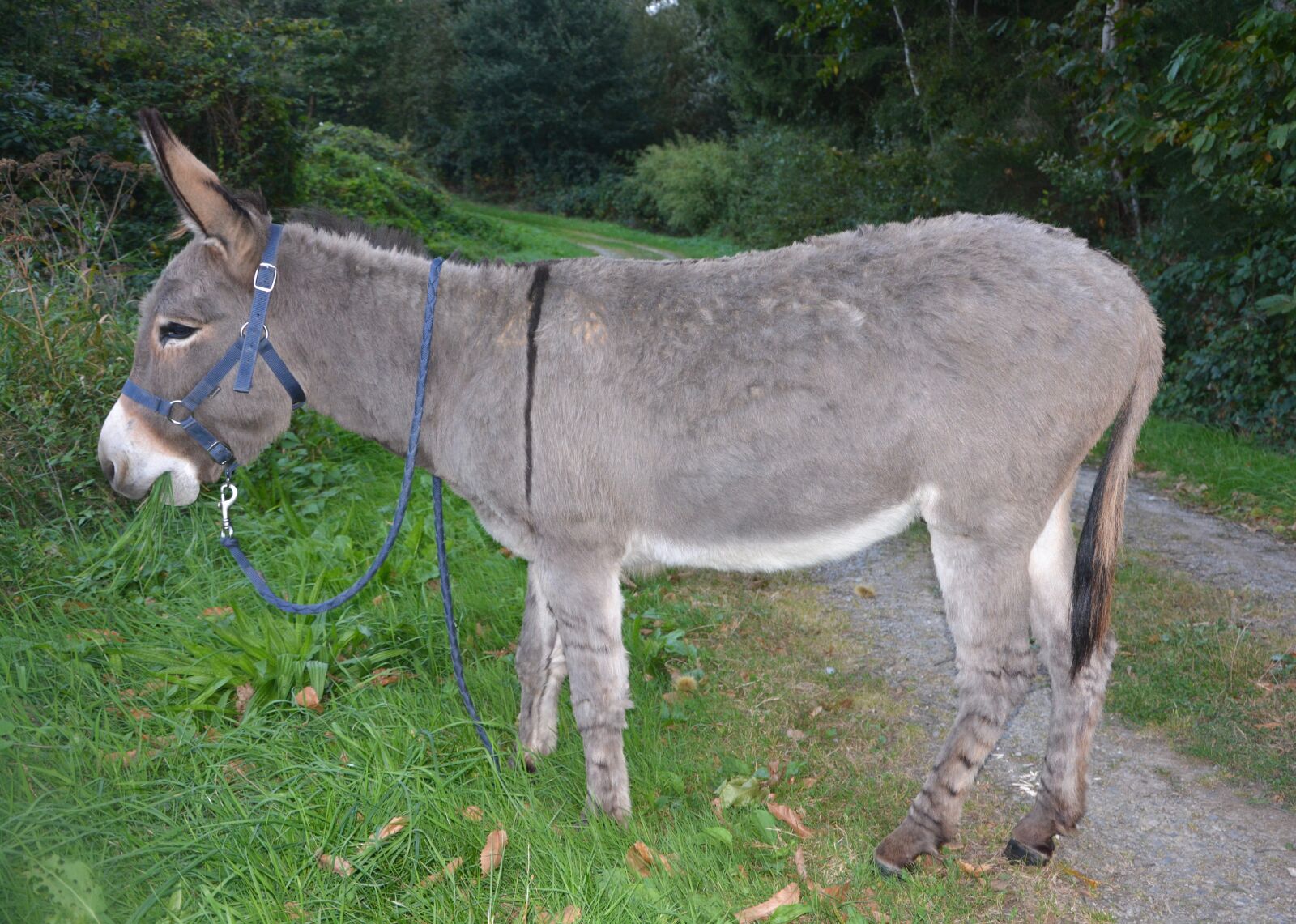 Nikon D5200 sample photo. Donkey, gray donkey, saint photography