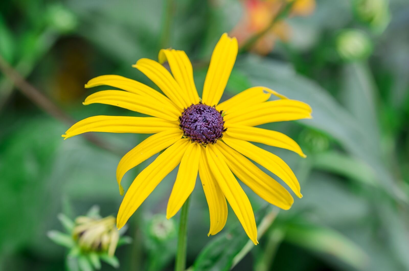 Nikon D5100 sample photo. Bloom, yellow, flower photography