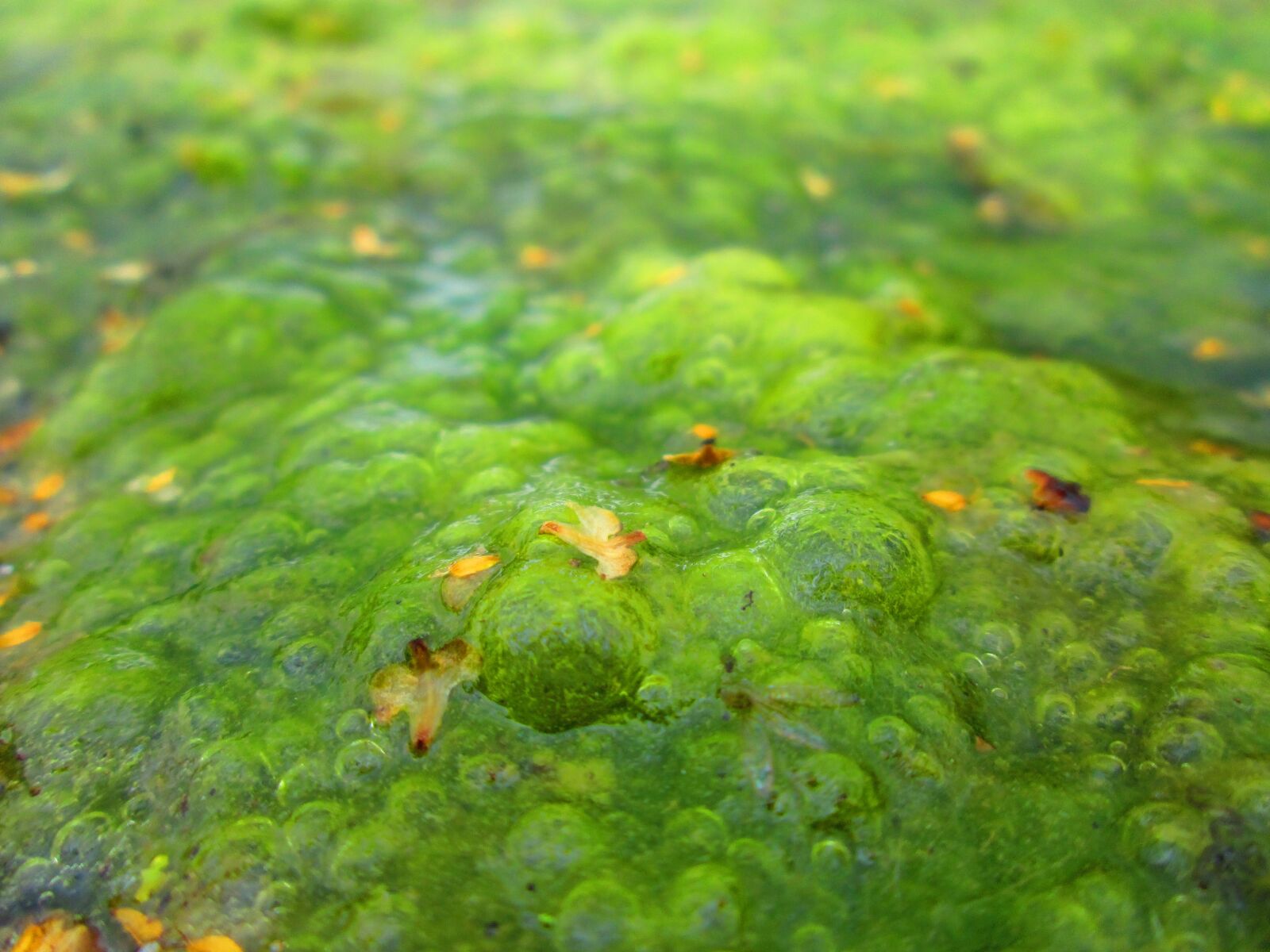 Canon PowerShot A810 sample photo. Algae, lake, plant photography