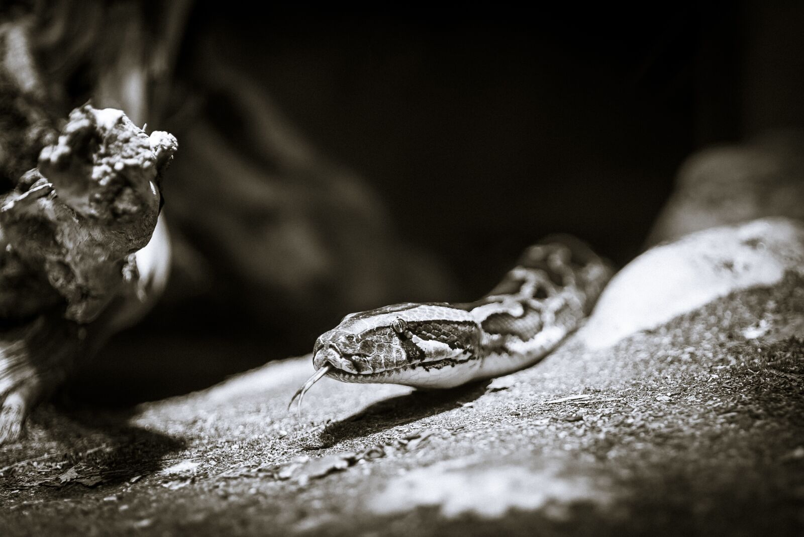 Nikon D610 sample photo. Black and white, animal photography