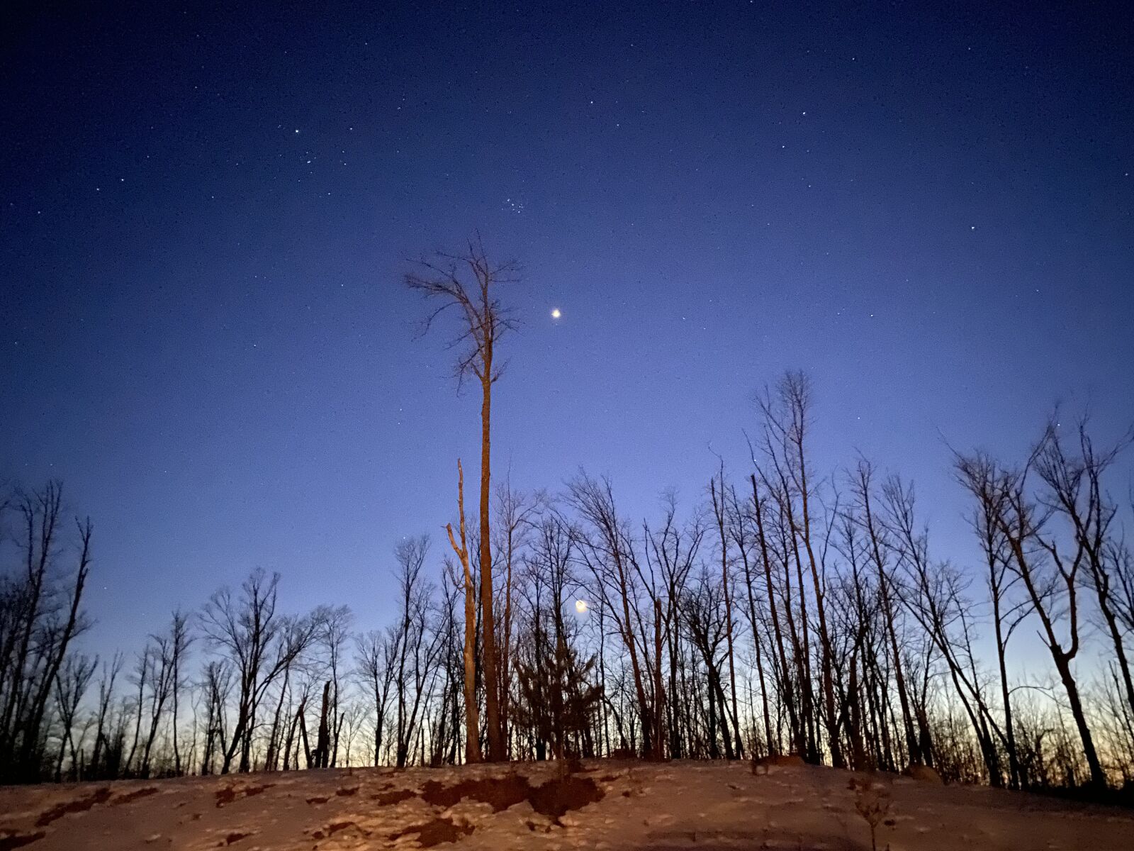 Apple iPhone 11 sample photo. Night, stars, trees photography