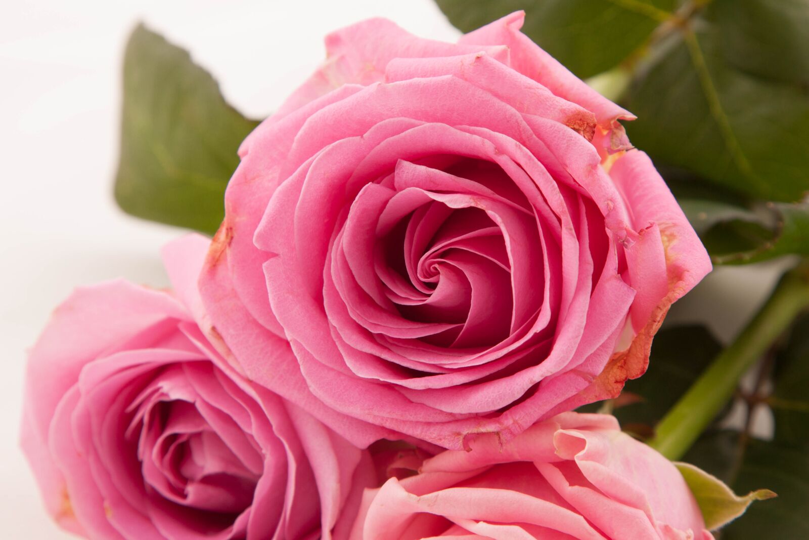 Canon EOS 50D + Canon EF 24-105mm F4L IS USM sample photo. Roses, petal, flowering photography