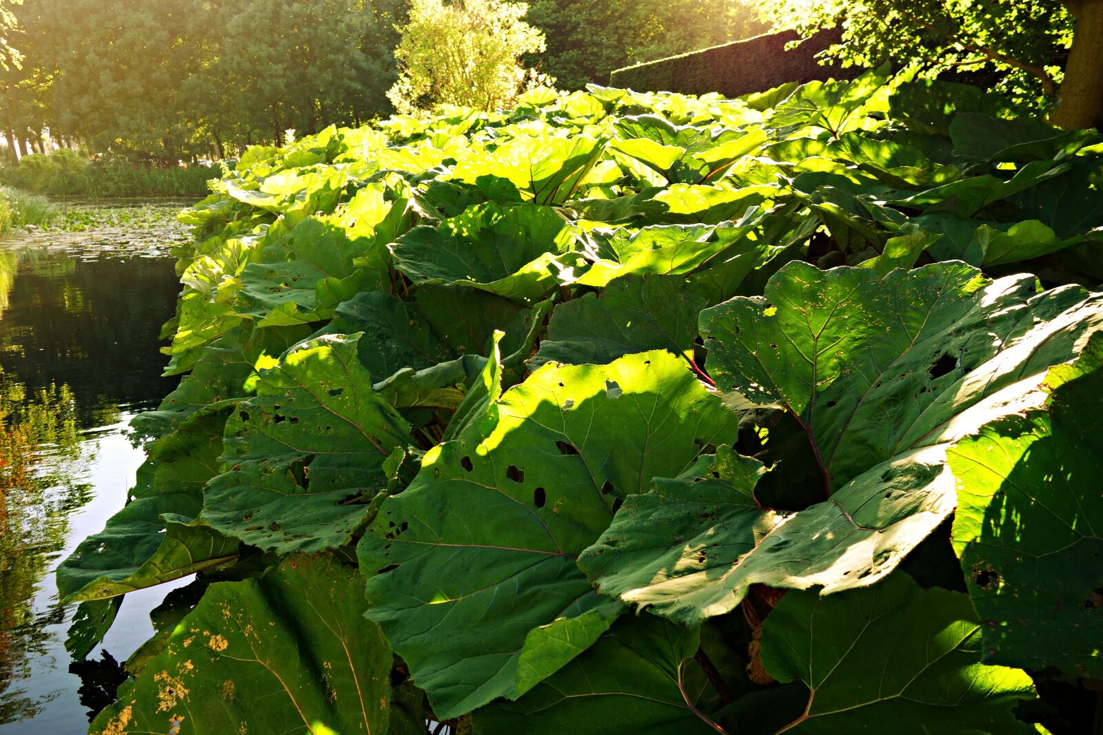 Sony Cyber-shot DSC-RX100 sample photo. Butterbur, plant, petasites hybridus photography
