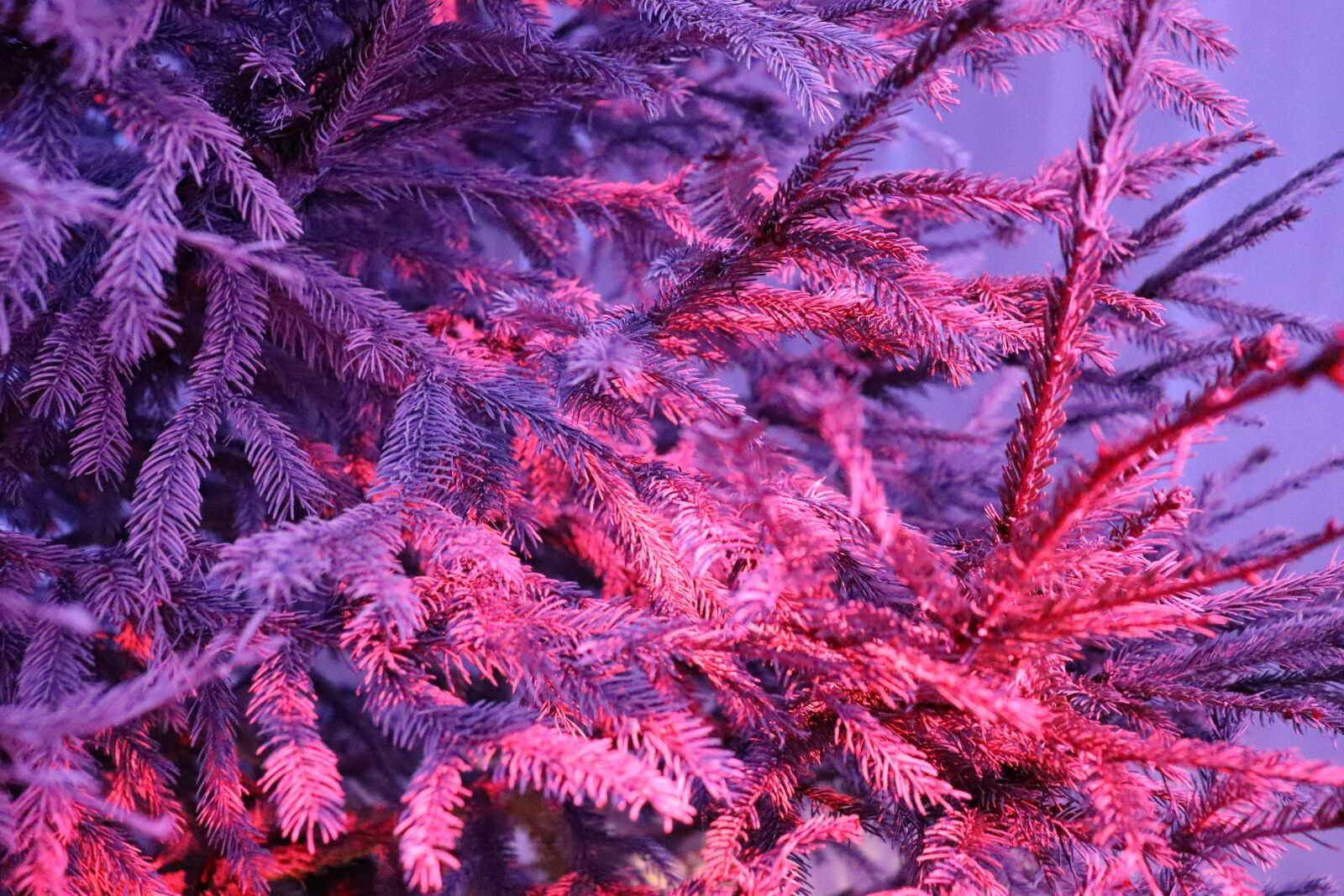 Canon EOS 200D (EOS Rebel SL2 / EOS Kiss X9) sample photo. Fir, decoration, winter photography