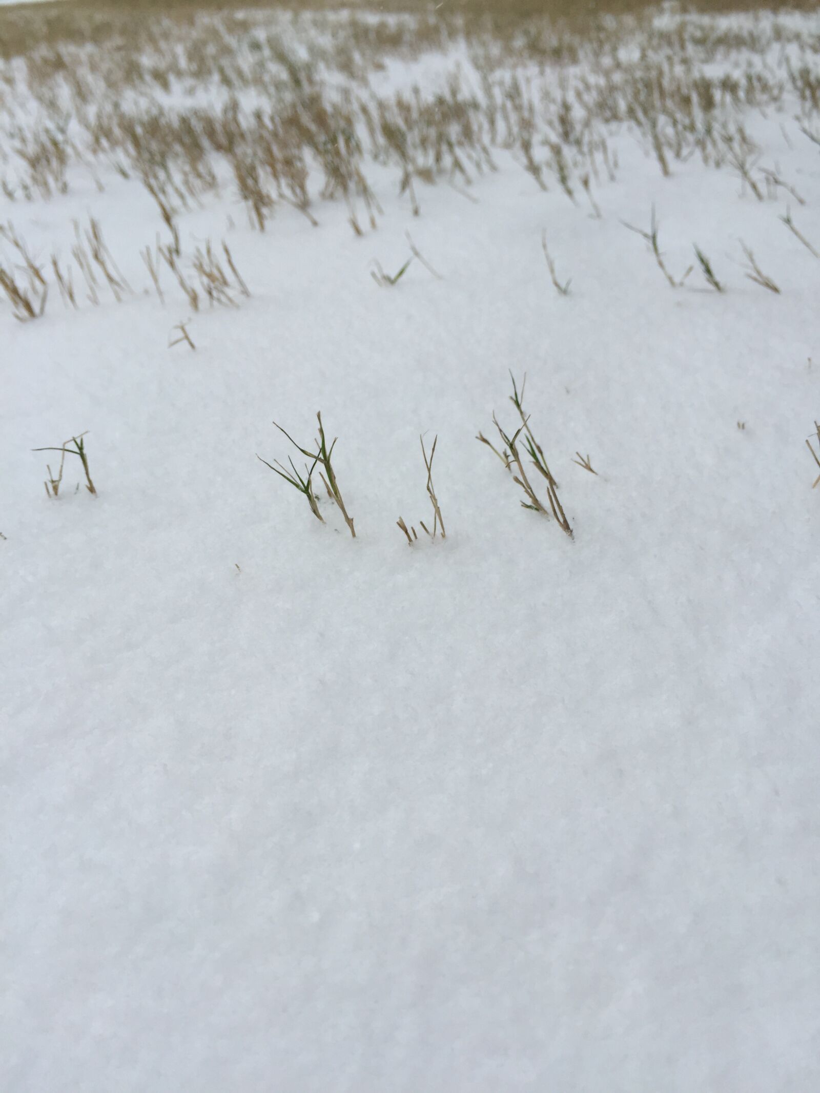 Apple iPhone 6 sample photo. Nature, winter, frost photography