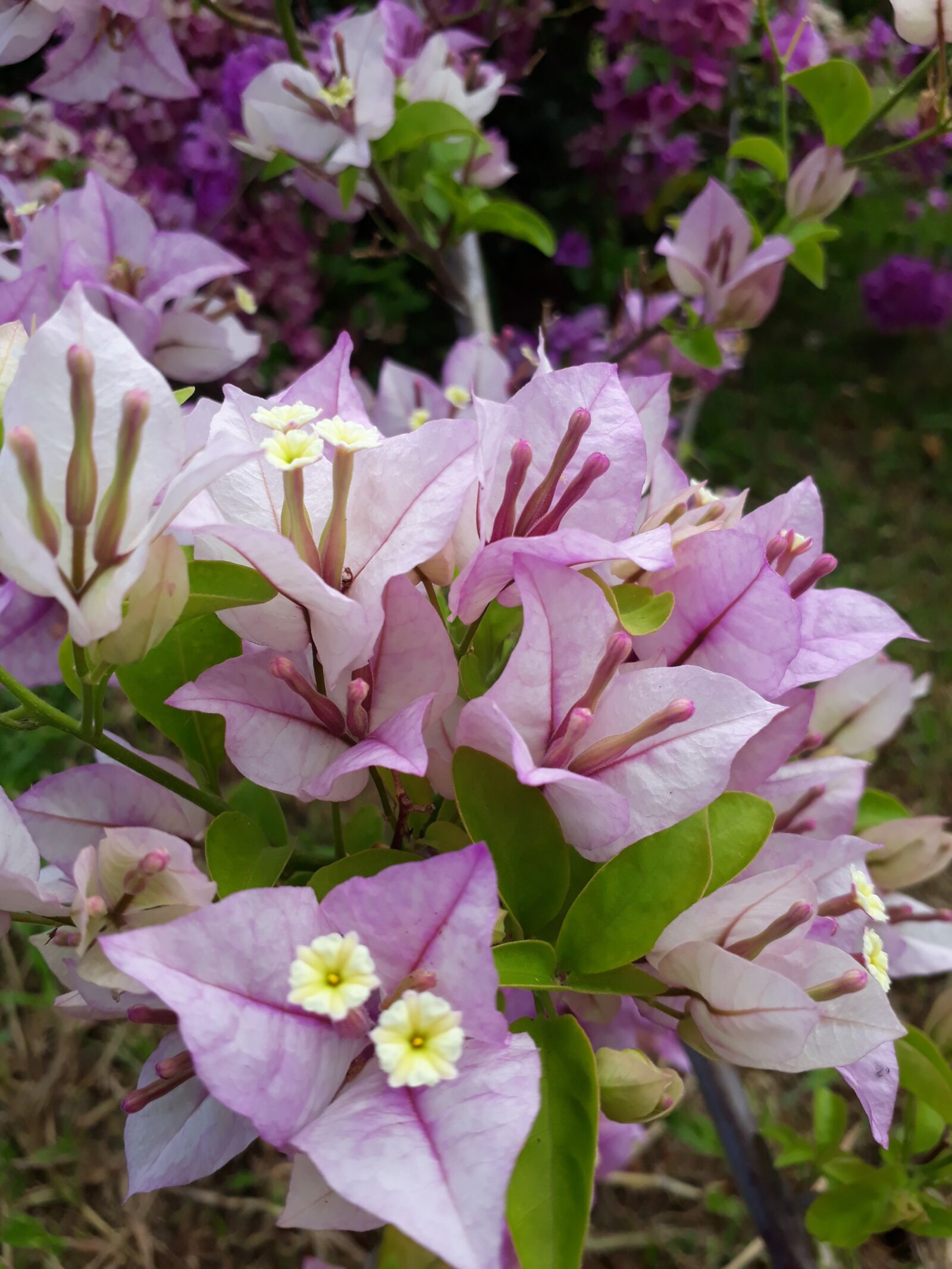 Samsung Galaxy J5 Prime sample photo. Lavender, bougainvillea, flower photography
