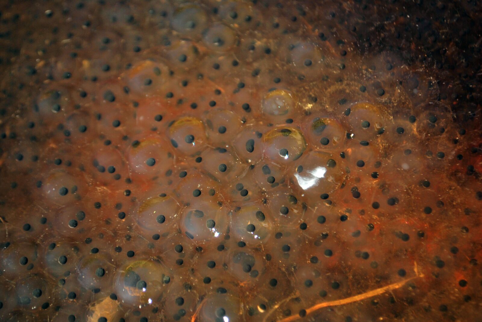 Nikon D60 sample photo. Frogspawn, spawn, nature photography