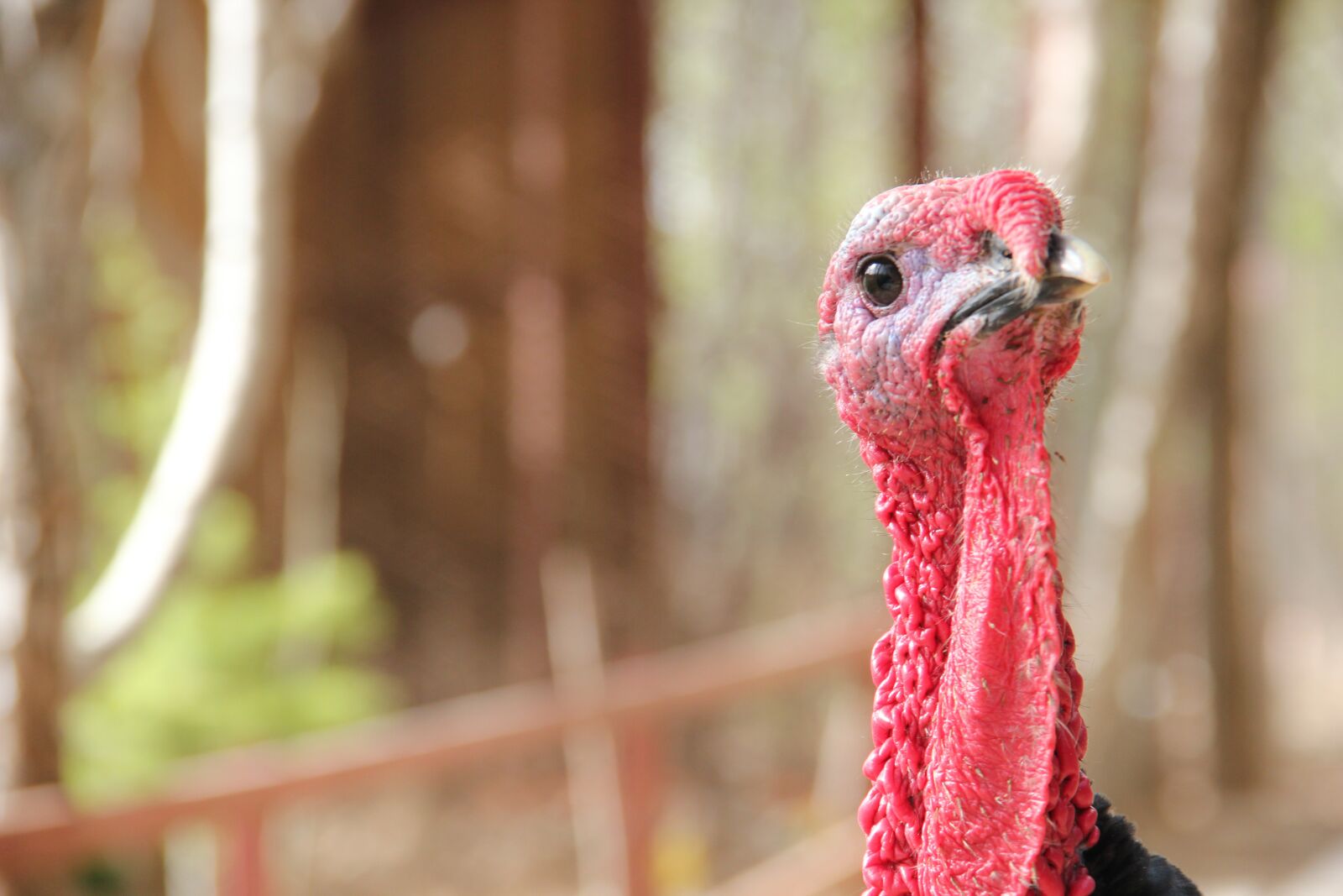 Canon EOS 550D (EOS Rebel T2i / EOS Kiss X4) sample photo. Turkey, animal, agriculture photography
