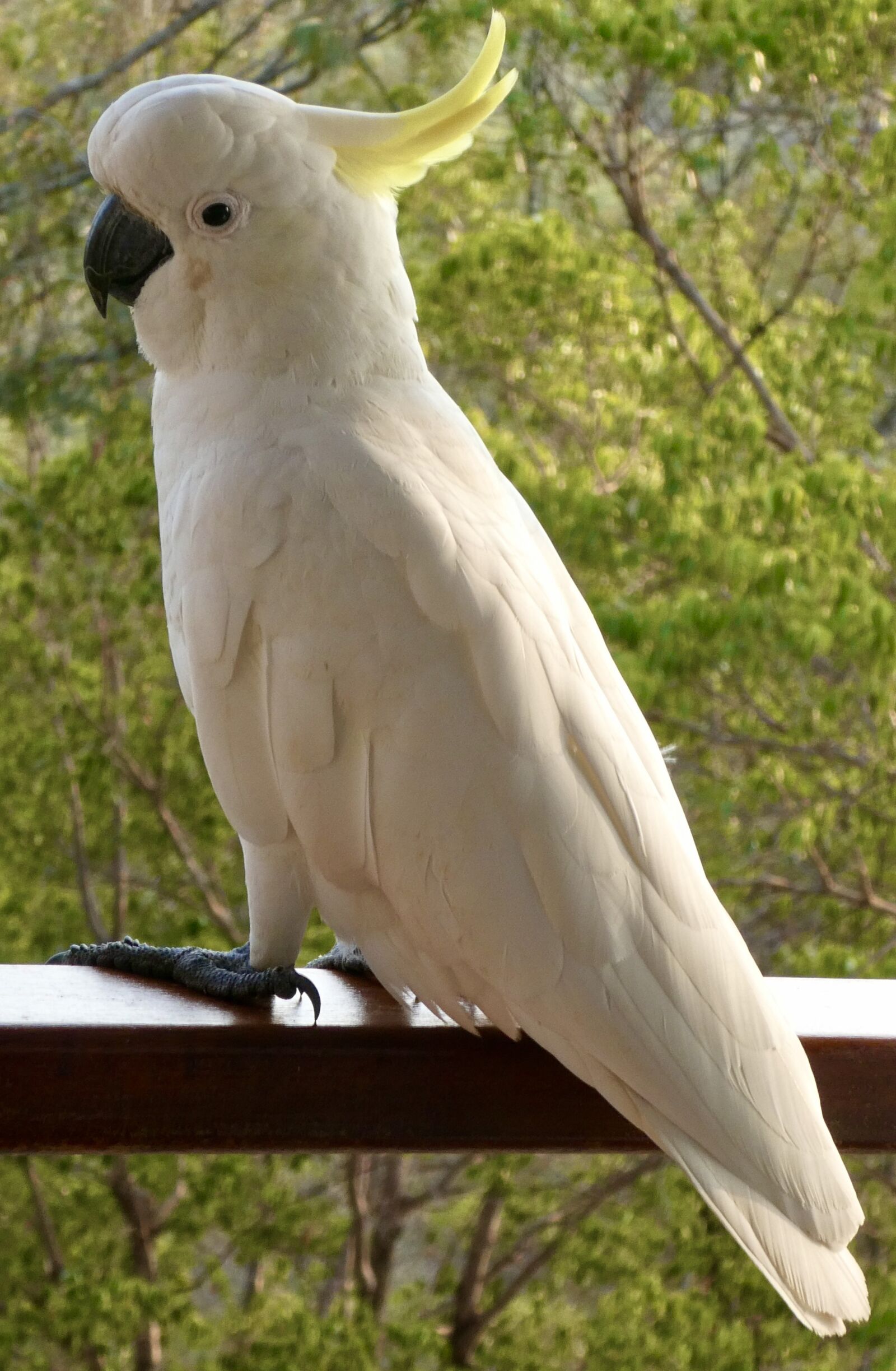 Panasonic Lumix DC-ZS70 (Lumix DC-TZ90) sample photo. Cockatoo, australia, yellow photography