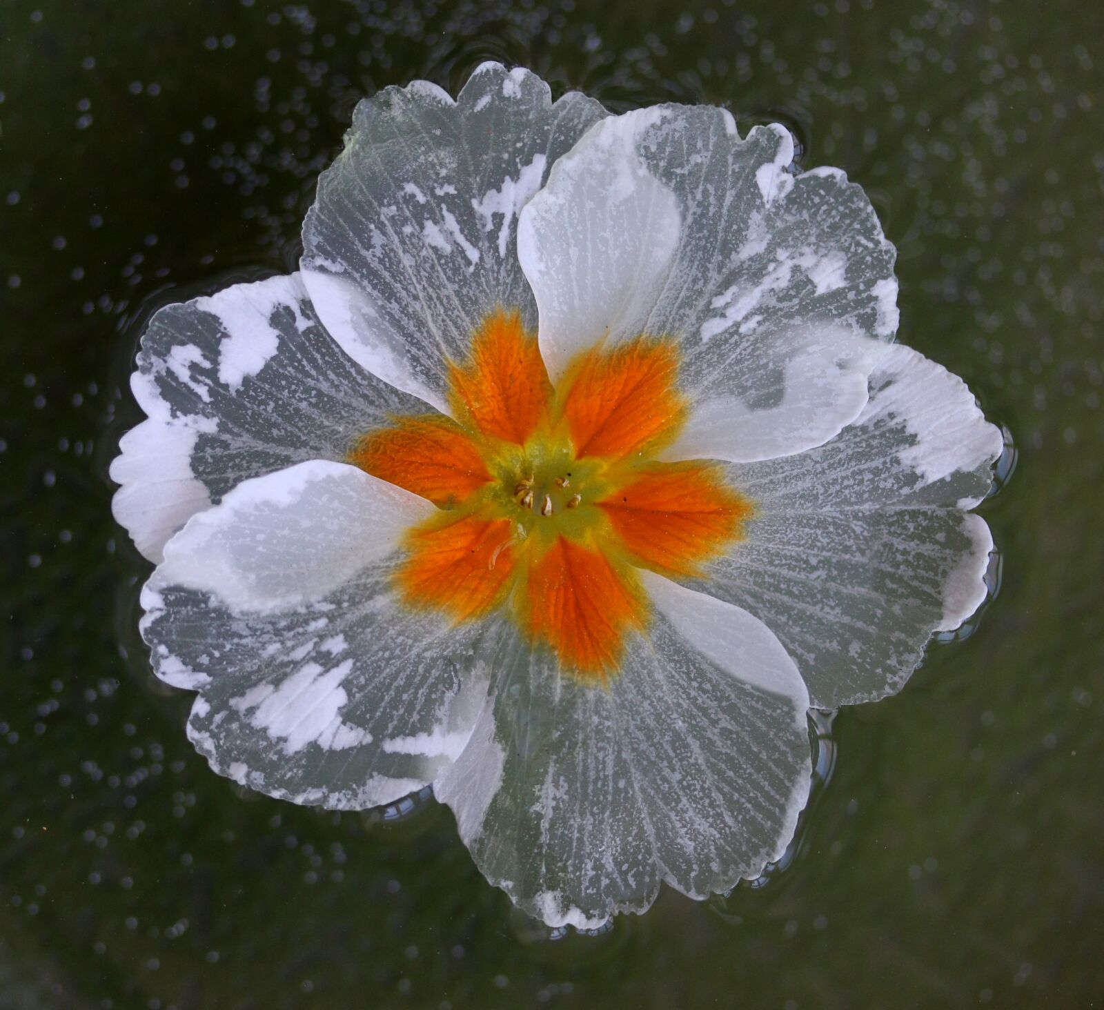 Canon EF-S 60mm F2.8 Macro USM sample photo. Flower, water, waterline photography