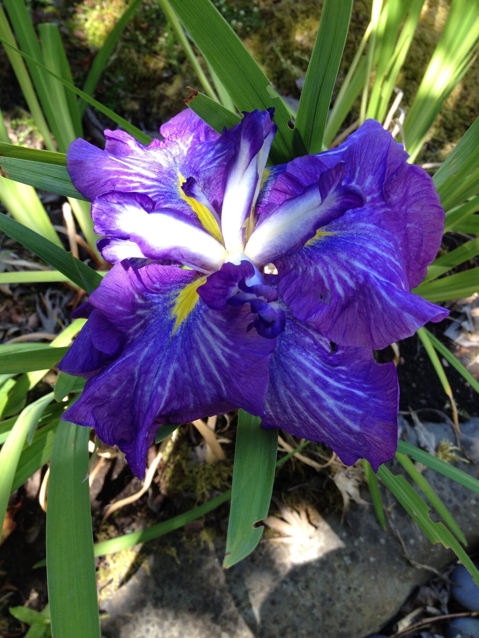 iPhone 4S back camera 4.28mm f/2.4 sample photo. Iris, bloom, japanese photography