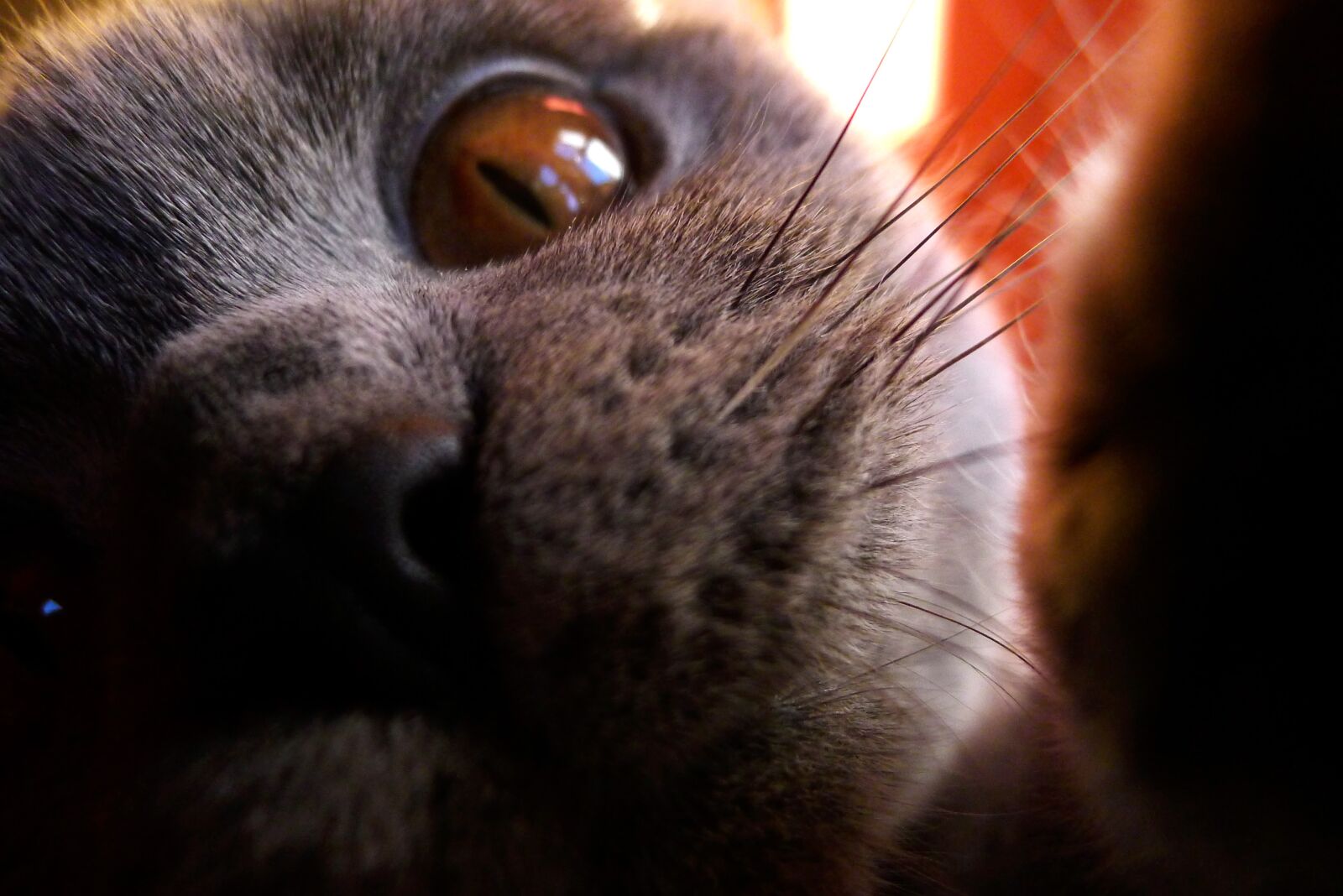 Leica D-LUX 5 sample photo. Big, cat, cat, close photography