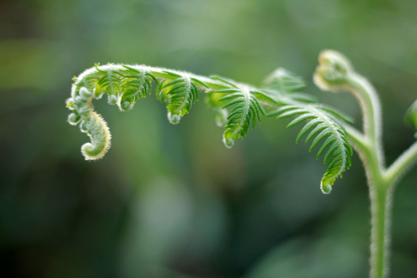 Canon EOS 550D (EOS Rebel T2i / EOS Kiss X4) sample photo. Fern, green, nature photography