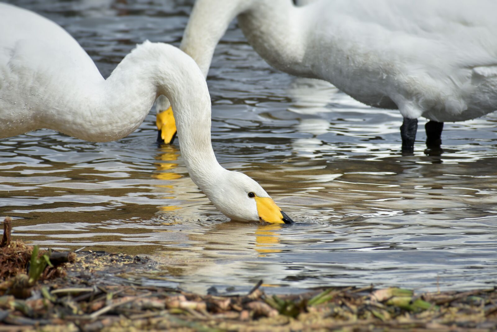 Nikon D7200 sample photo. Animal, lake, waterside photography