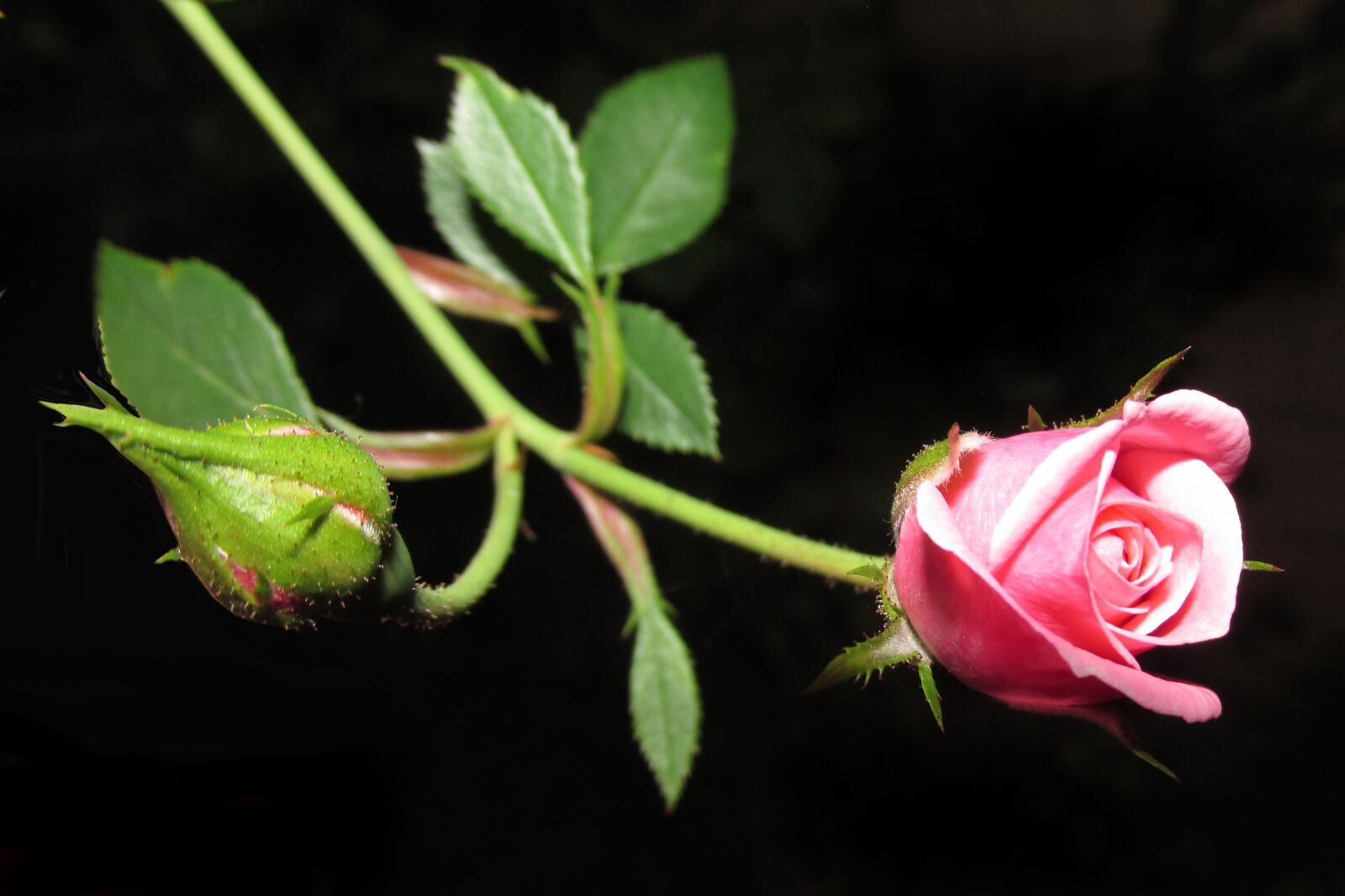 Canon PowerShot SX170 IS sample photo. Flower, rose, bud photography