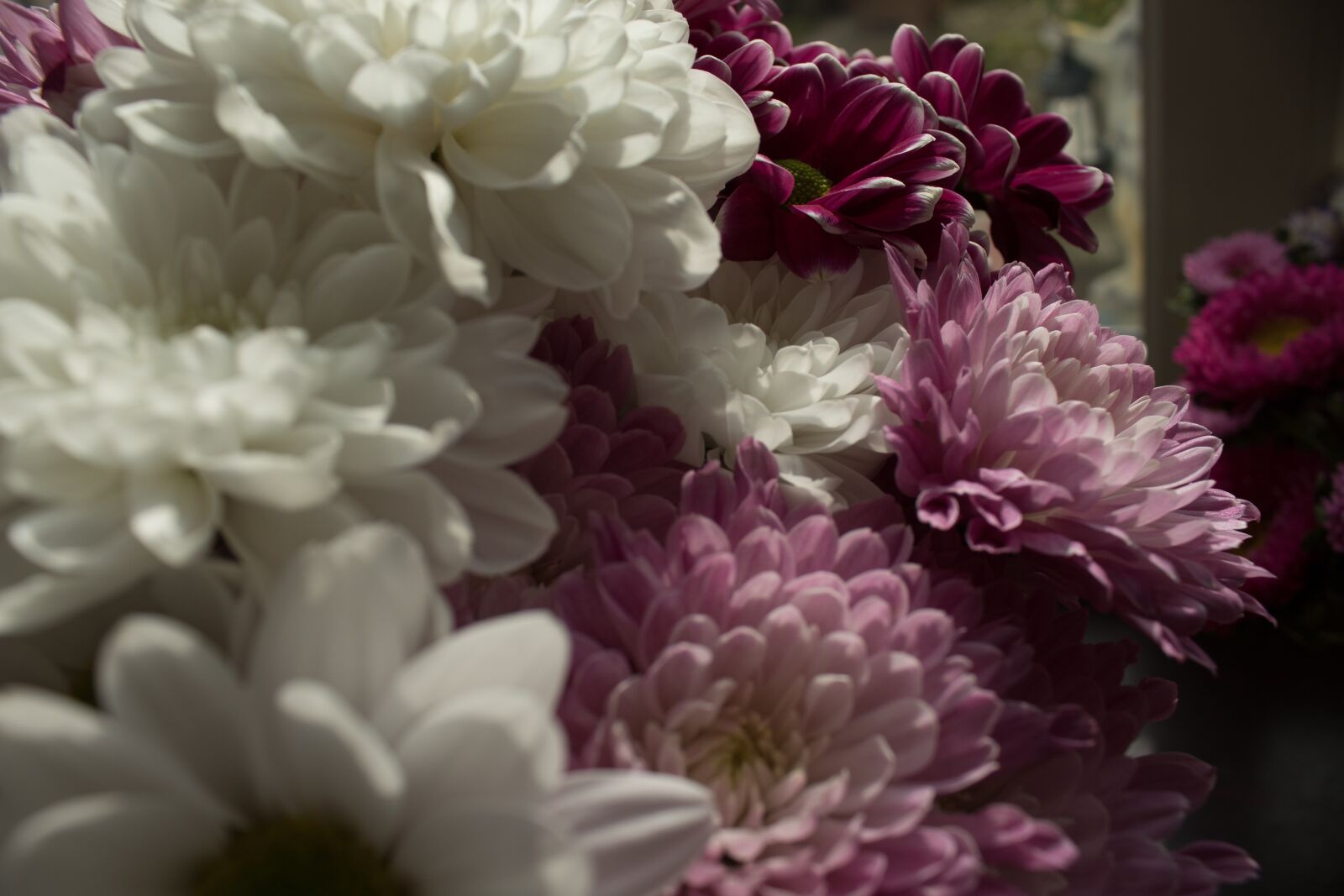 Canon EOS 1300D (EOS Rebel T6 / EOS Kiss X80) sample photo. Pink flowers, pink petals photography