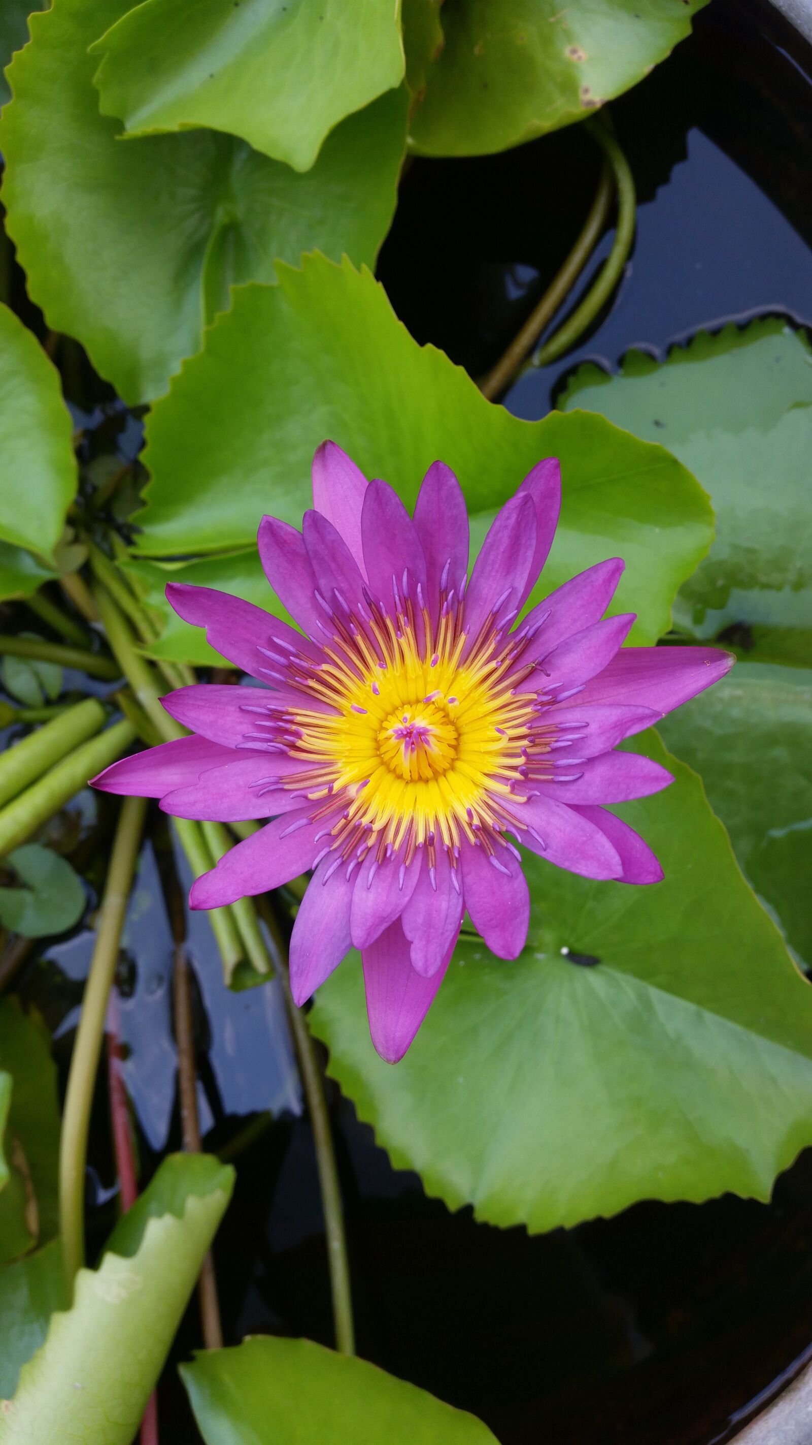 Samsung Galaxy S5 sample photo. Lotus, pink lotus, lotus photography