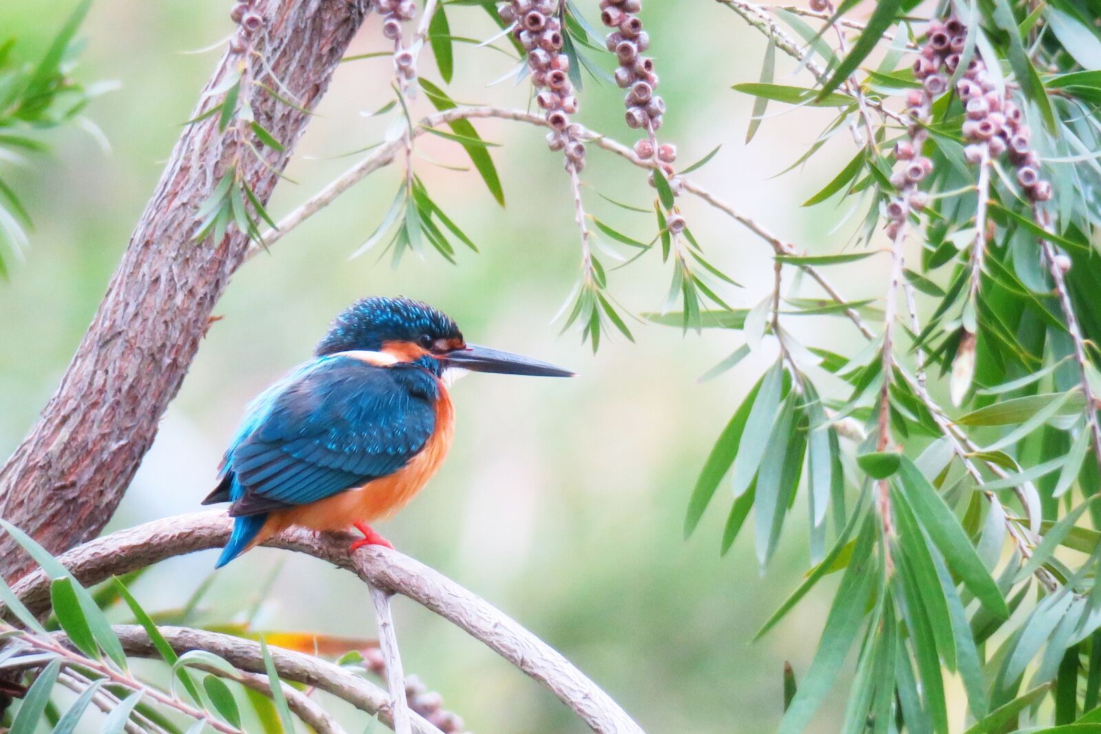 Canon PowerShot G3 X sample photo. Kingfisher, nature, bird photography
