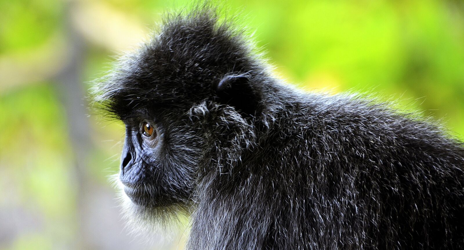 Nikon D5100 sample photo. Silvery, lutung, arboreal photography