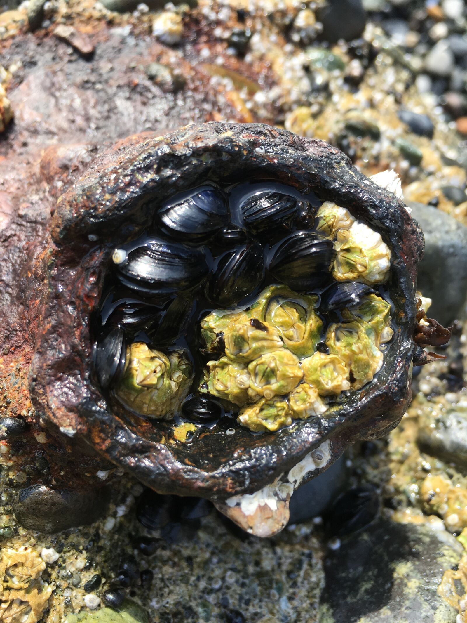 Apple iPhone 6s sample photo. Mussels, nature, clam photography