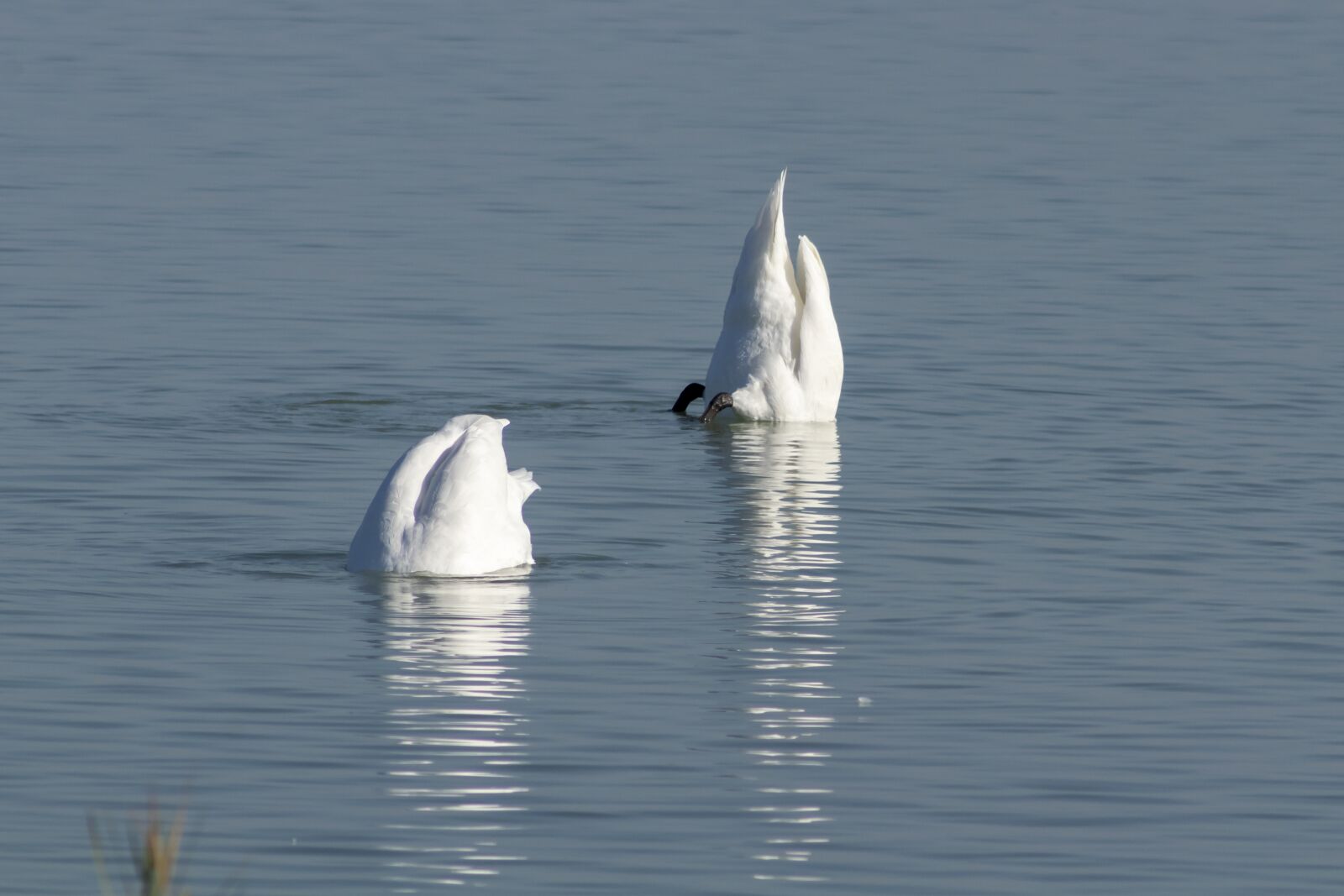 Canon EF75-300mm f/4-5.6 sample photo. Mute swan, bird, swim photography