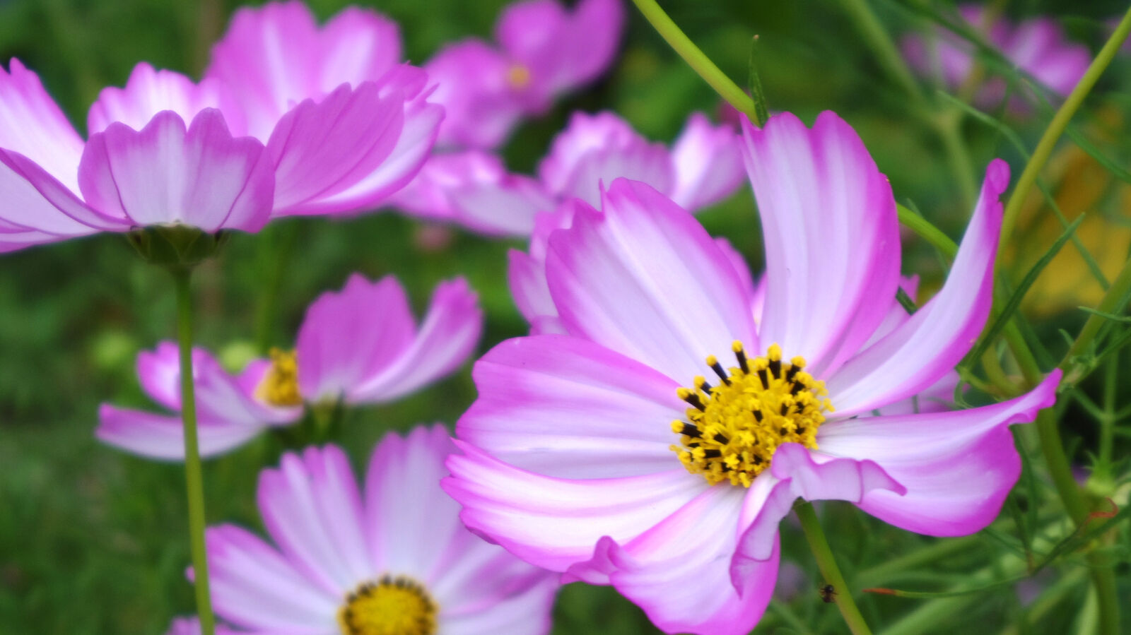 Pentax 02 Standard Zoom sample photo. Flower photography