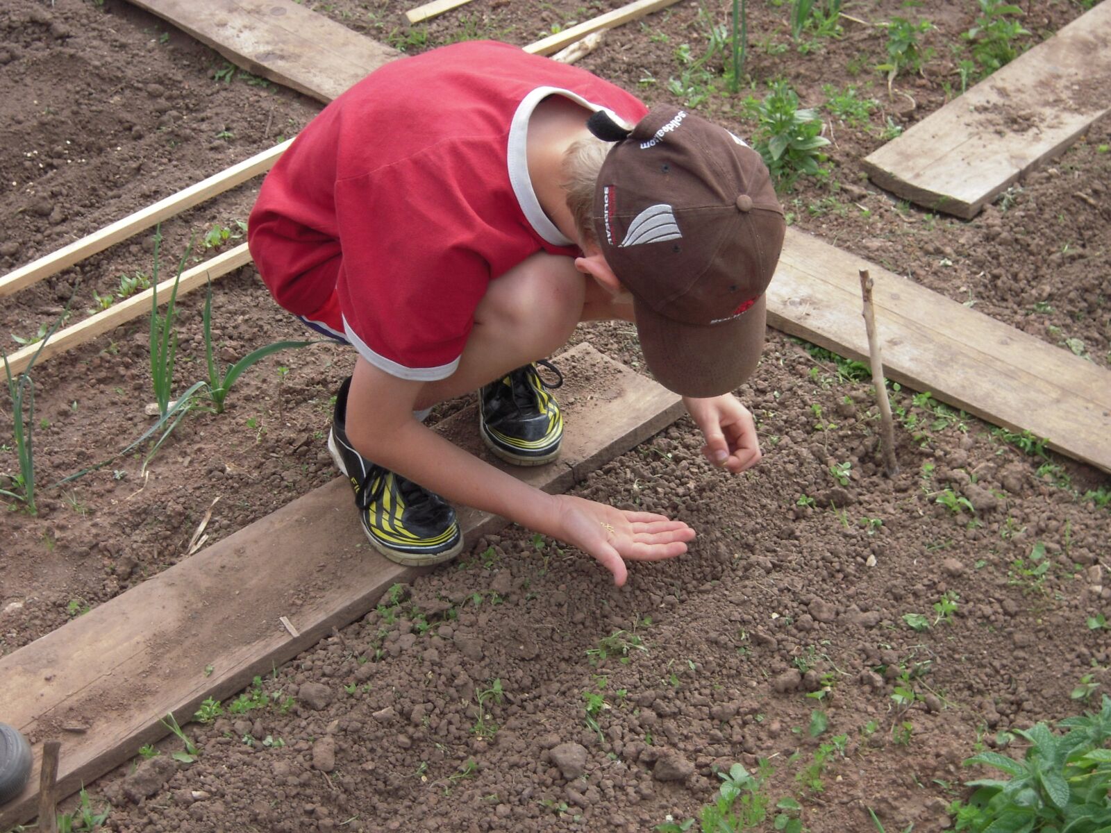 Nikon Coolpix S600 sample photo. School garden, sow, students photography